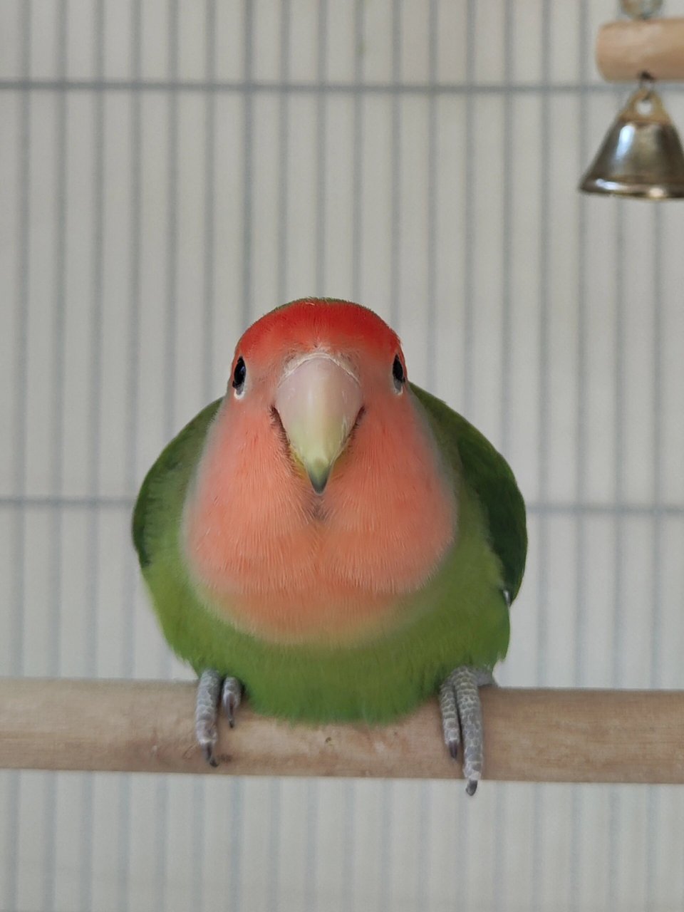 可爱的绿桃牡丹鹦鹉  我是一只可爱的绿桃牡丹鹦鹉