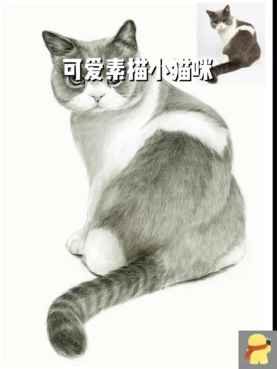 可爱素描小猫咪 素描动物简单易学,可以快速提高绘画兴趣,素描动物