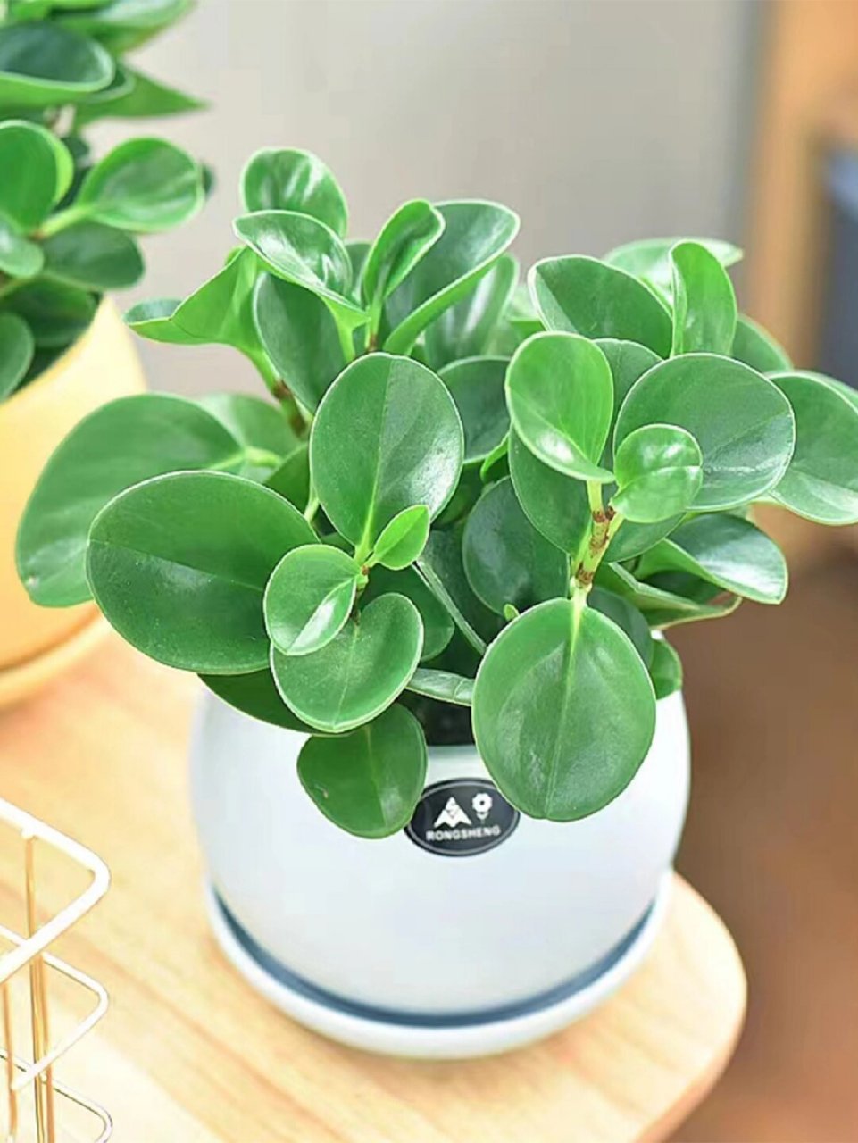 豆瓣绿养护全攻略:轻松养出"绿油油"的小可爱!