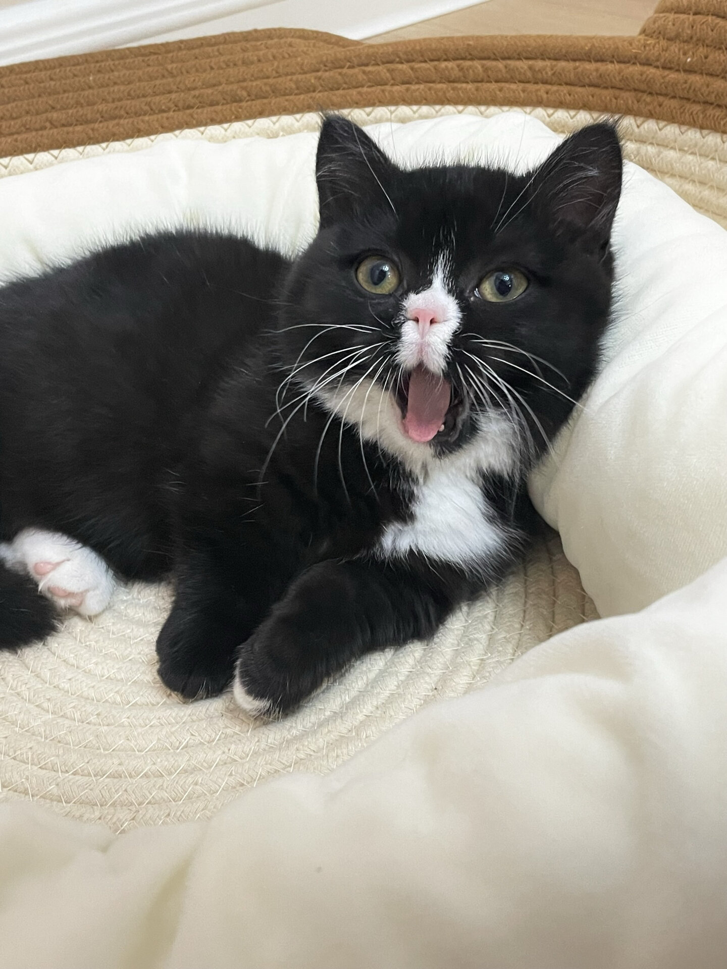 不知道是不是所有的猫咪都像我家的黑点一样,打