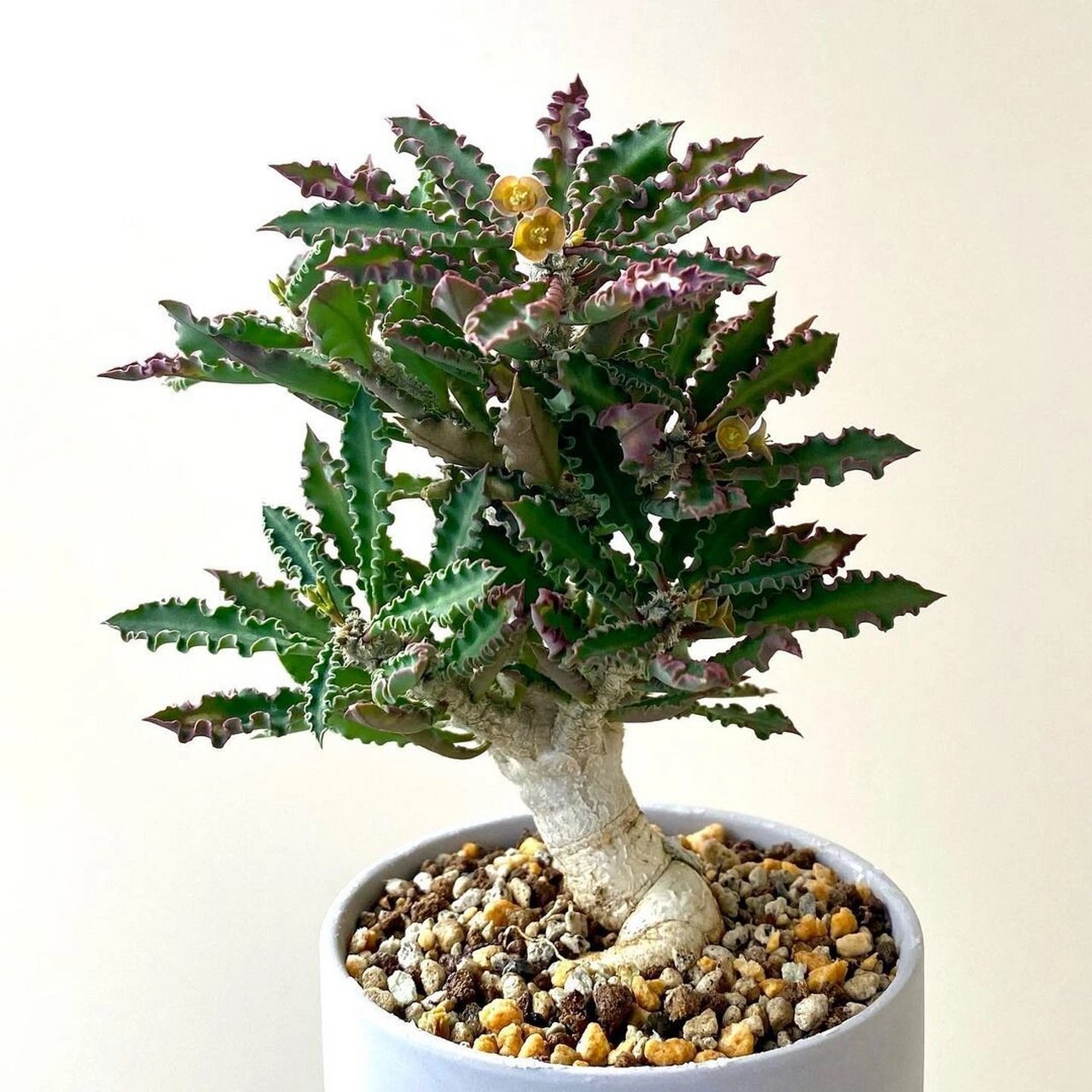 【神奇的多肉植物】变色龙  99 嗨,植物控们!