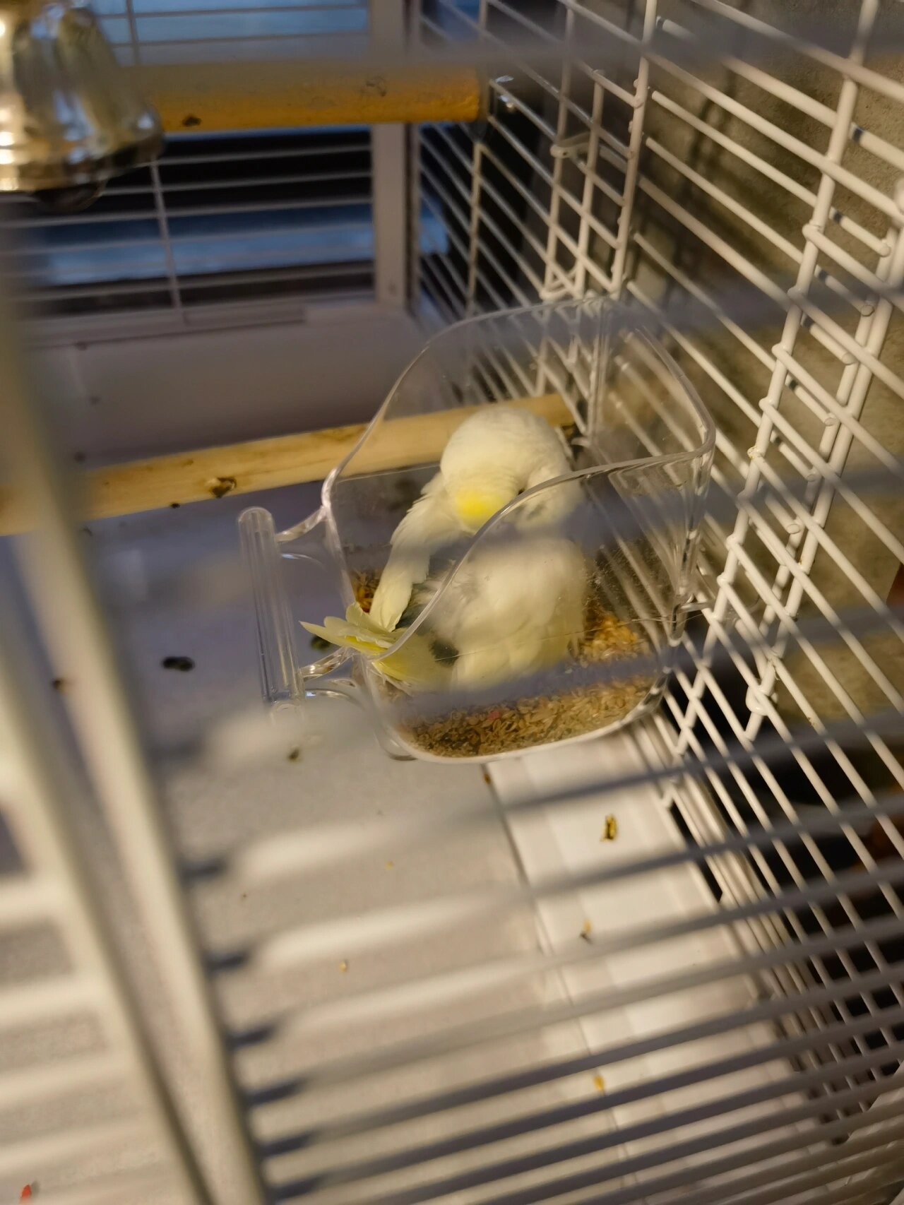 没想到这小家伙竟然跟着节奏摇头晃脑,跳起了"鹦鹉舞",简直萌化了我的