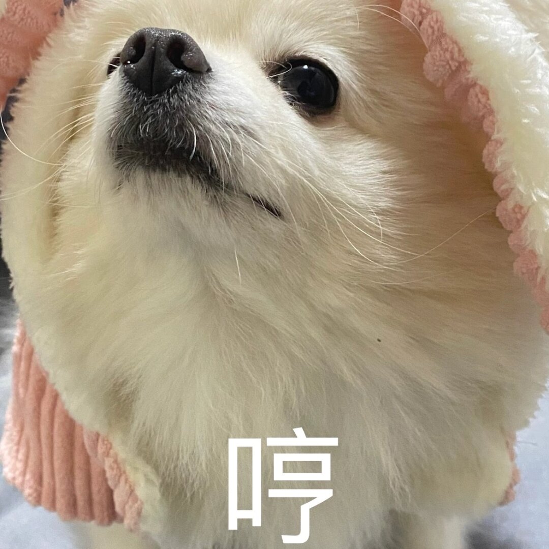 小狗们总是用 狗狗表情包 撒娇大眼睛盯着看的搞笑图片小狗表情包