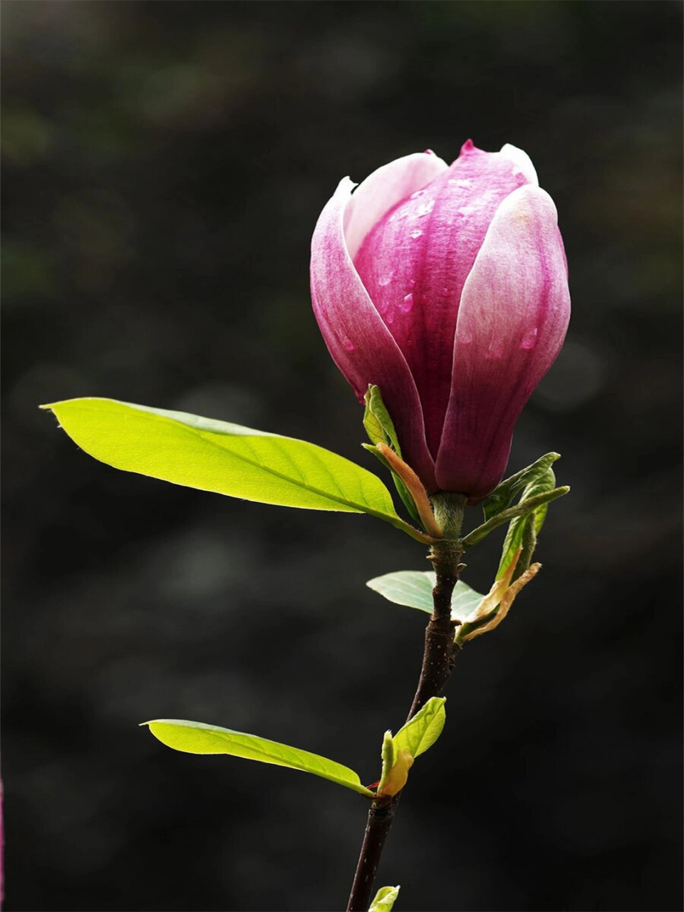今天我要给大家介绍一种美丽的植物——紫玉兰!