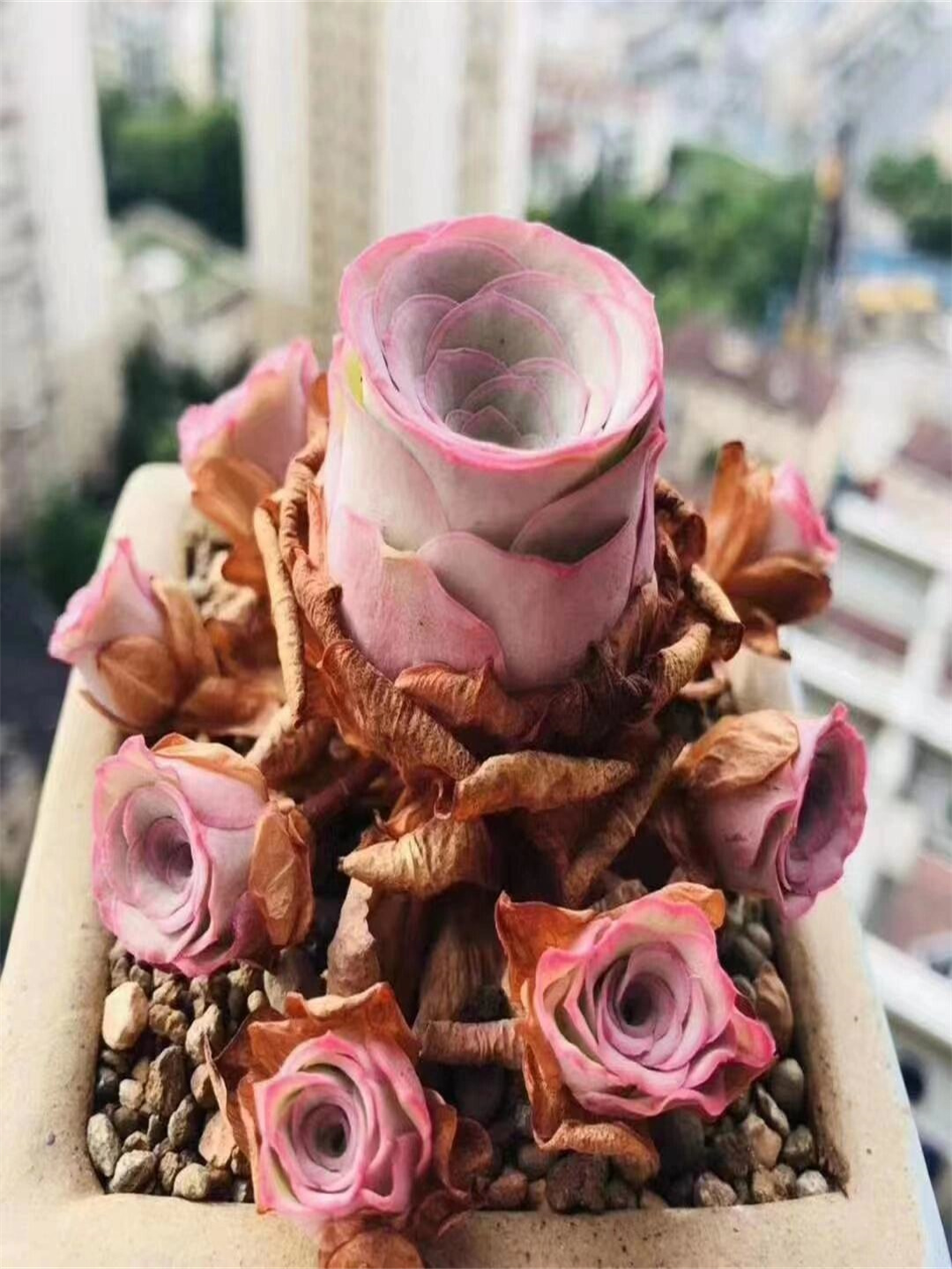 今天给大家分享一下如何养护美丽的耶罗粉山地玫瑰