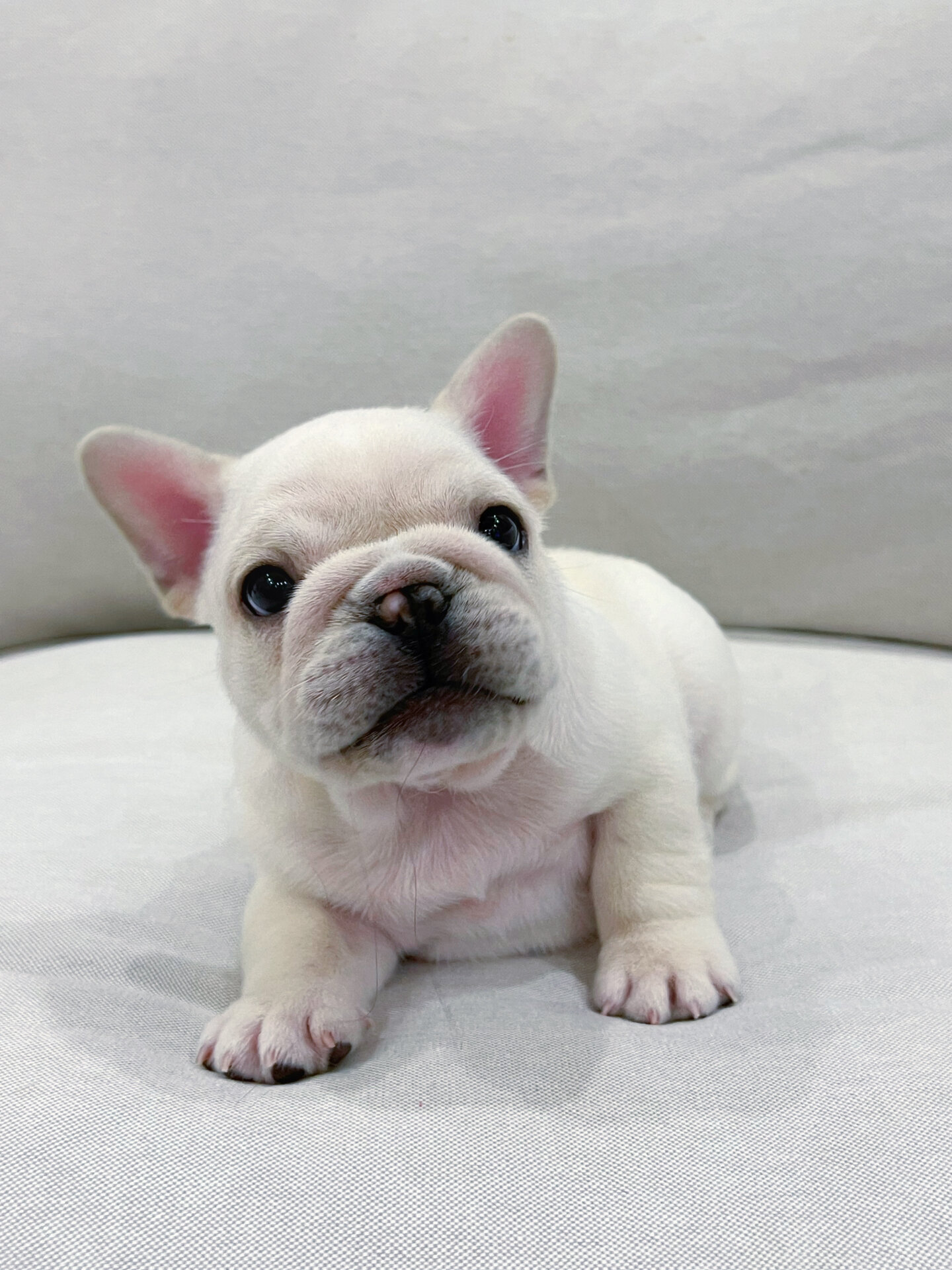 有一天,我在犬舍看到了一只奶油法斗,它那圆不溜