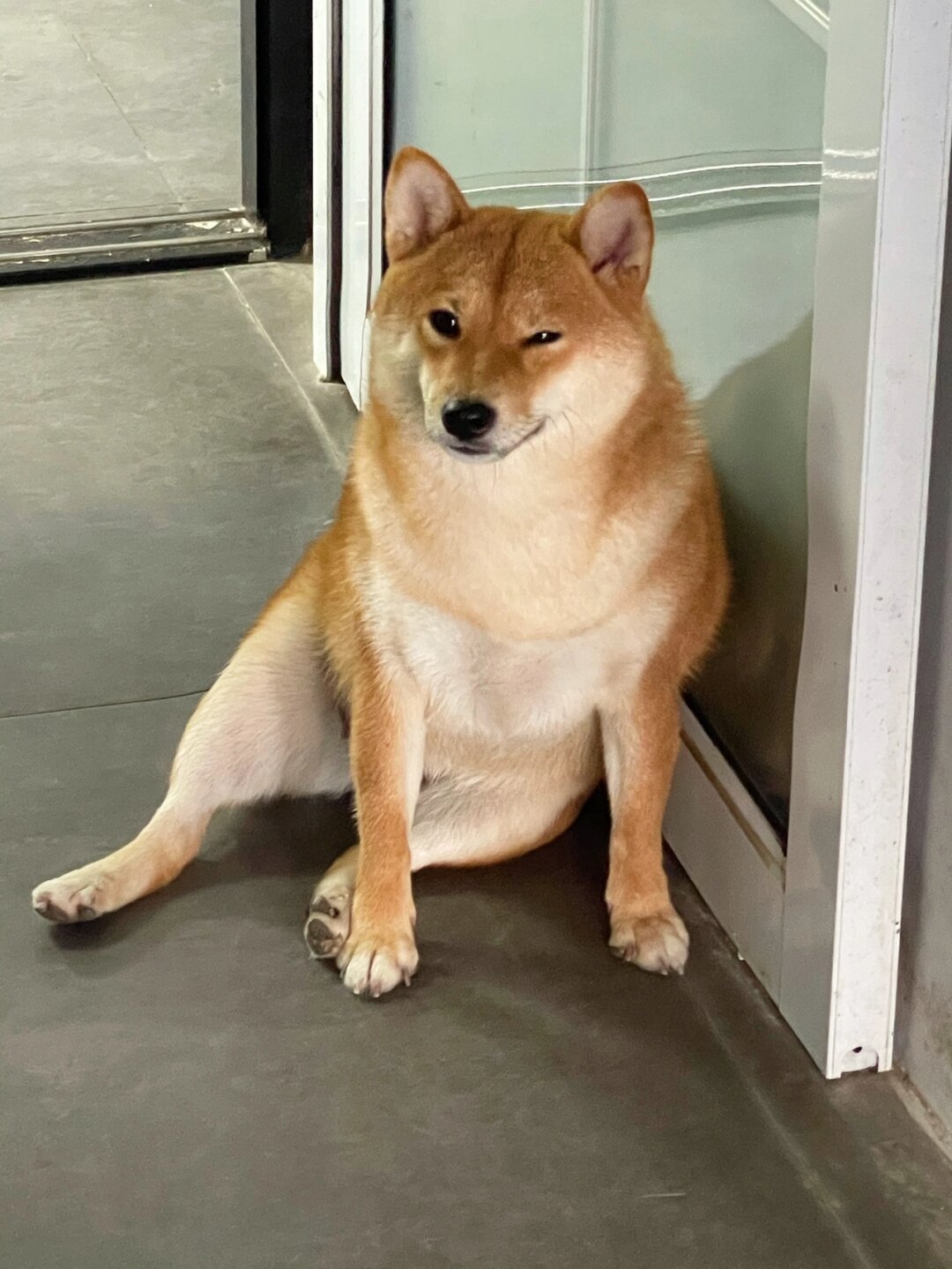 每次看到它这样,我都忍不住想问,难道所有柴犬的坐姿都这么有个叙吗