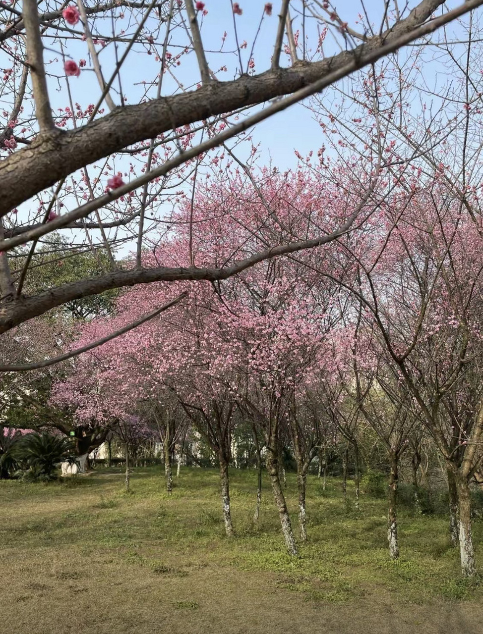 重庆照母山森林公园的红梅花,无疑是这个季节最为亮眼的风景线,梅花是