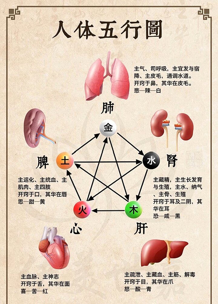 人体五行图,快收藏学习#中医#健康#养生#人体五行