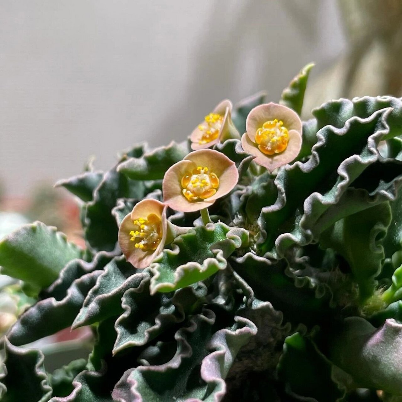 【神奇的多肉植物】变色龙  99 嗨,植物控们!