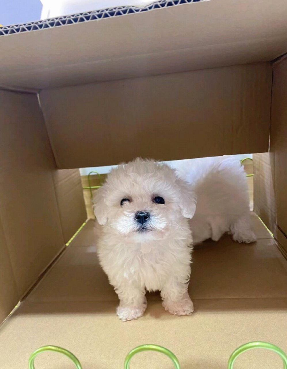 这些比熊幼崽真是太可爱啦!