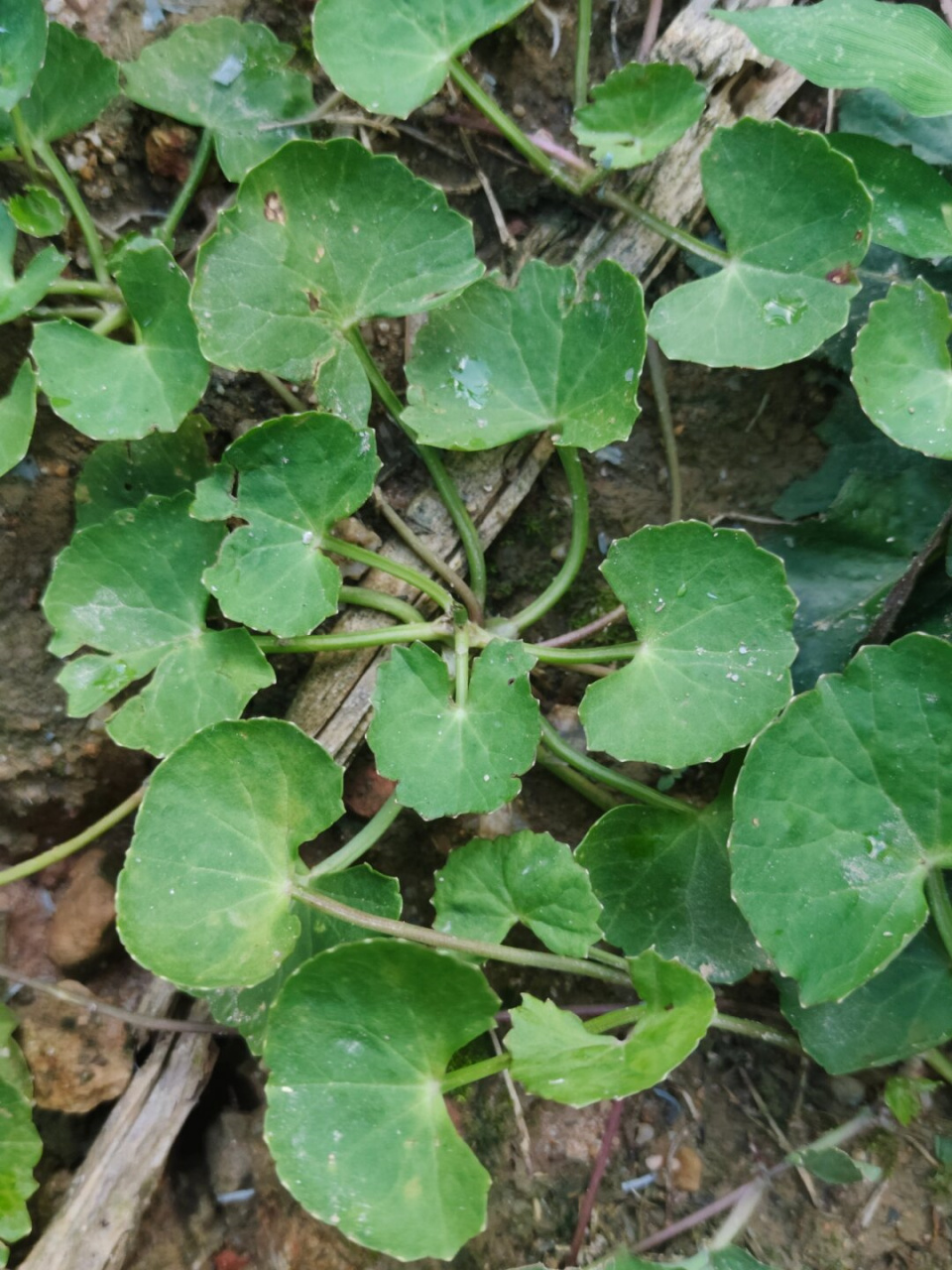 认识一种植物—积雪草  91大家好呀,今天来给大家介绍一种植物