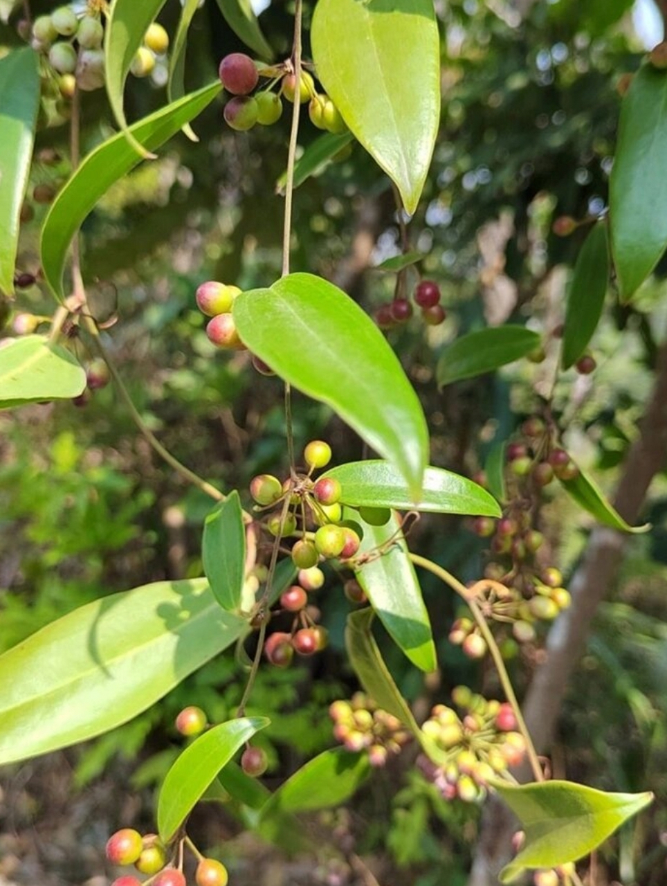 茯苓植株全图图片