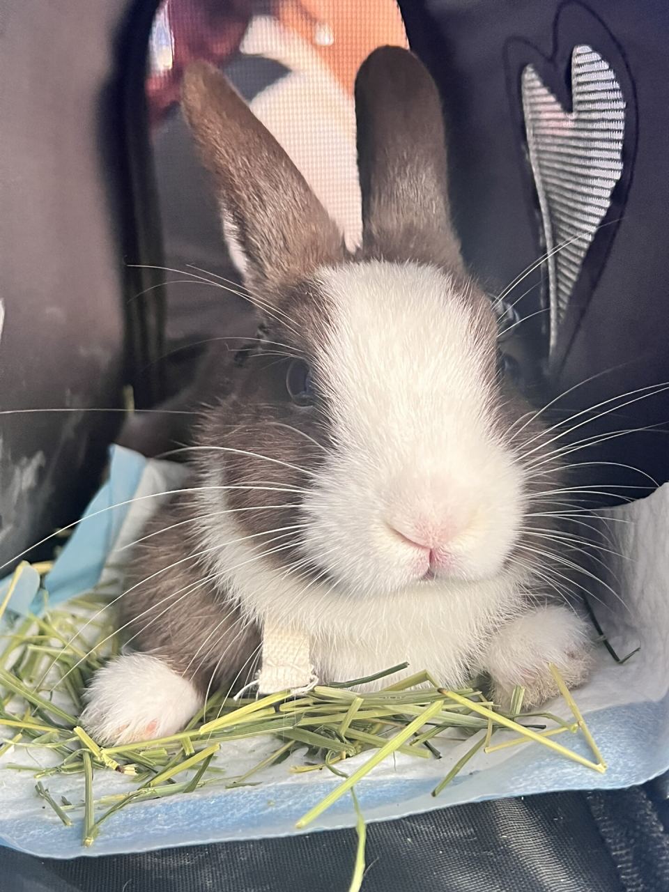 据了解,道奇兔原产于荷兰🇳🇱,是一种中型兔种