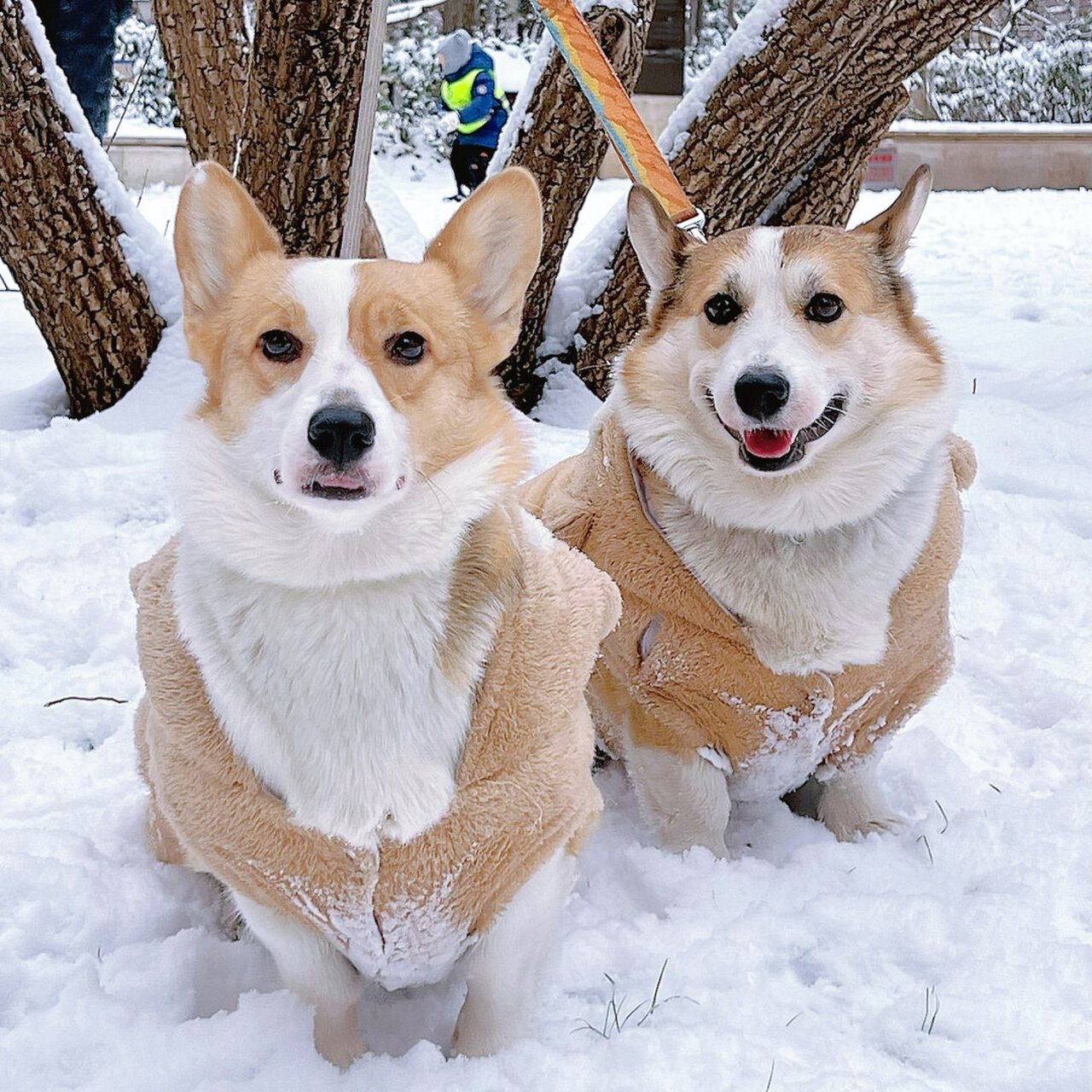 狗玩雪表情包图片