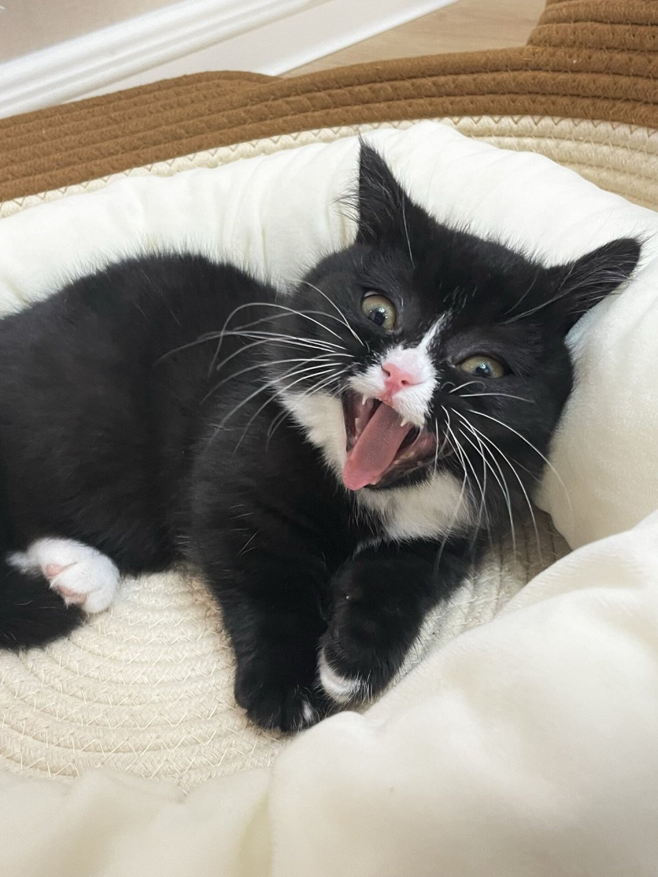 猫咪打哈欠好搞笑  不知道是不是所有的猫咪都像我家的黑点一样,打