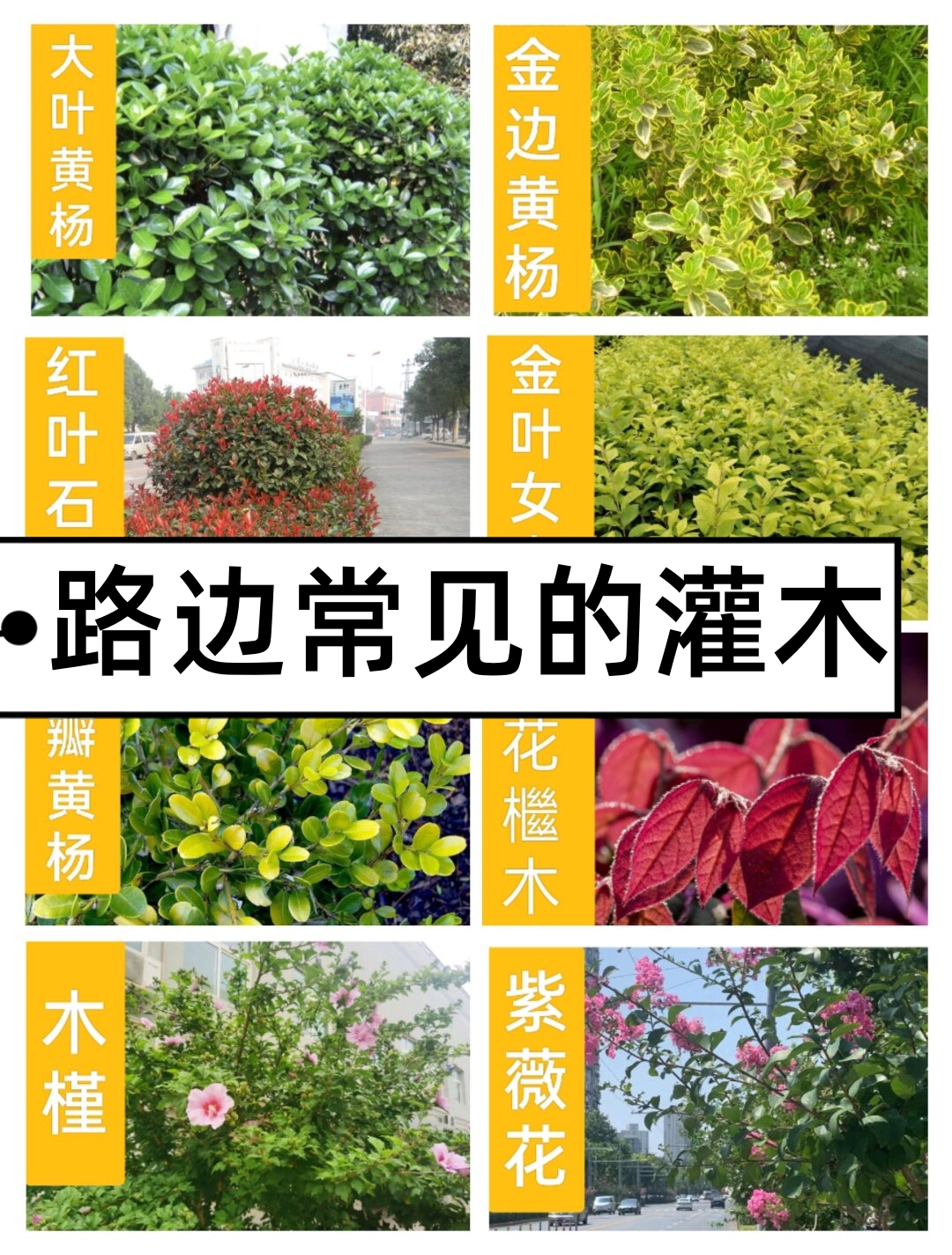 马路绿化带灌木名字图片