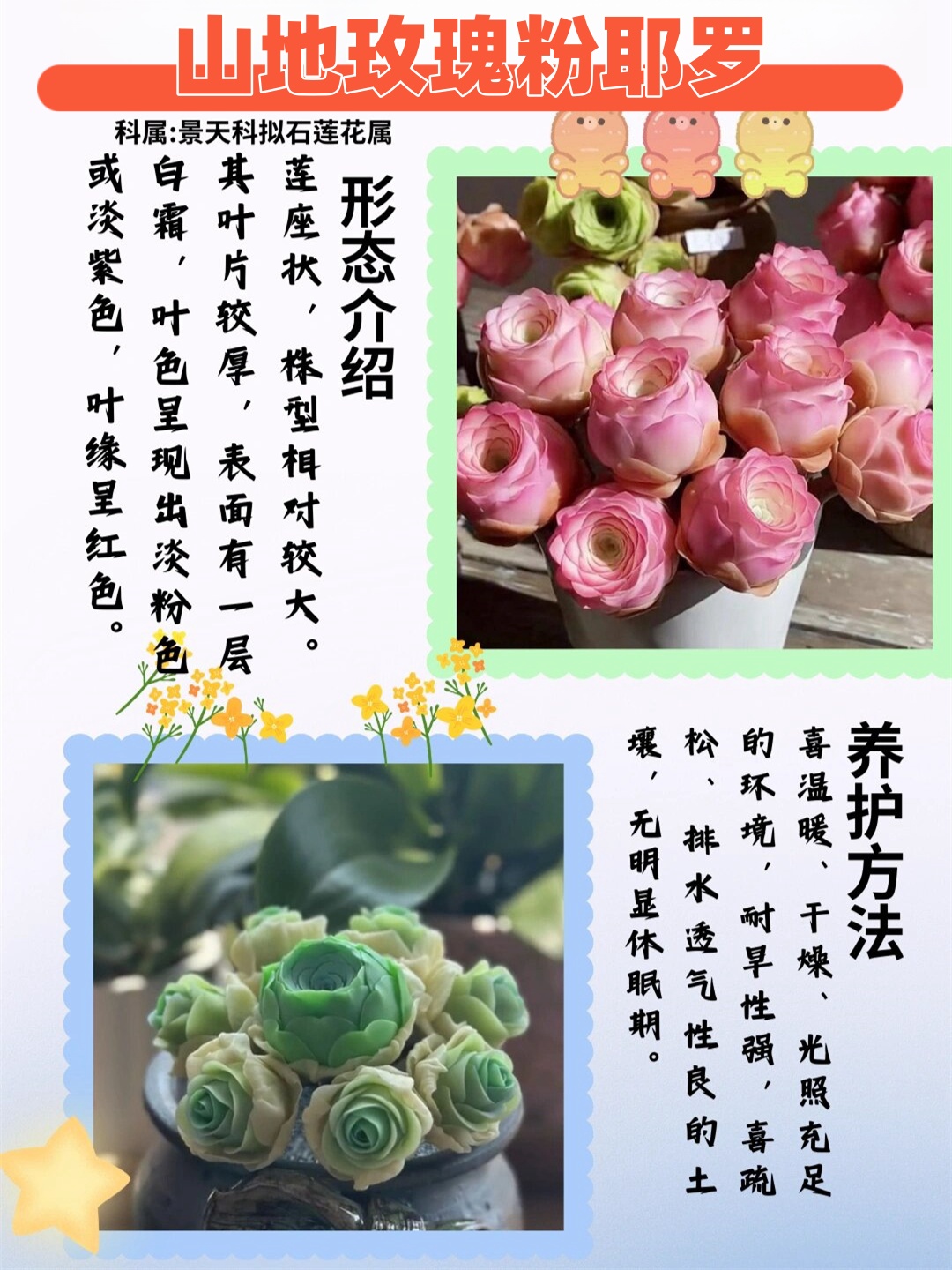 今天给大家分享一下如何养护美丽的耶罗粉山地玫瑰