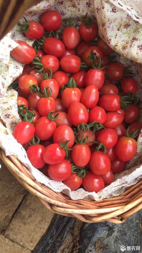 贝贝千禧小番茄是一种优质的小番茄品种,以其独特的