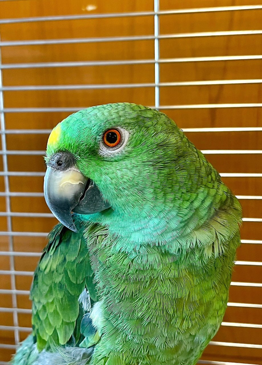 我和我的鹦鹉伙伴 pidgey  pidgey 是我养的一支亚马逊鹦鹉,它非常