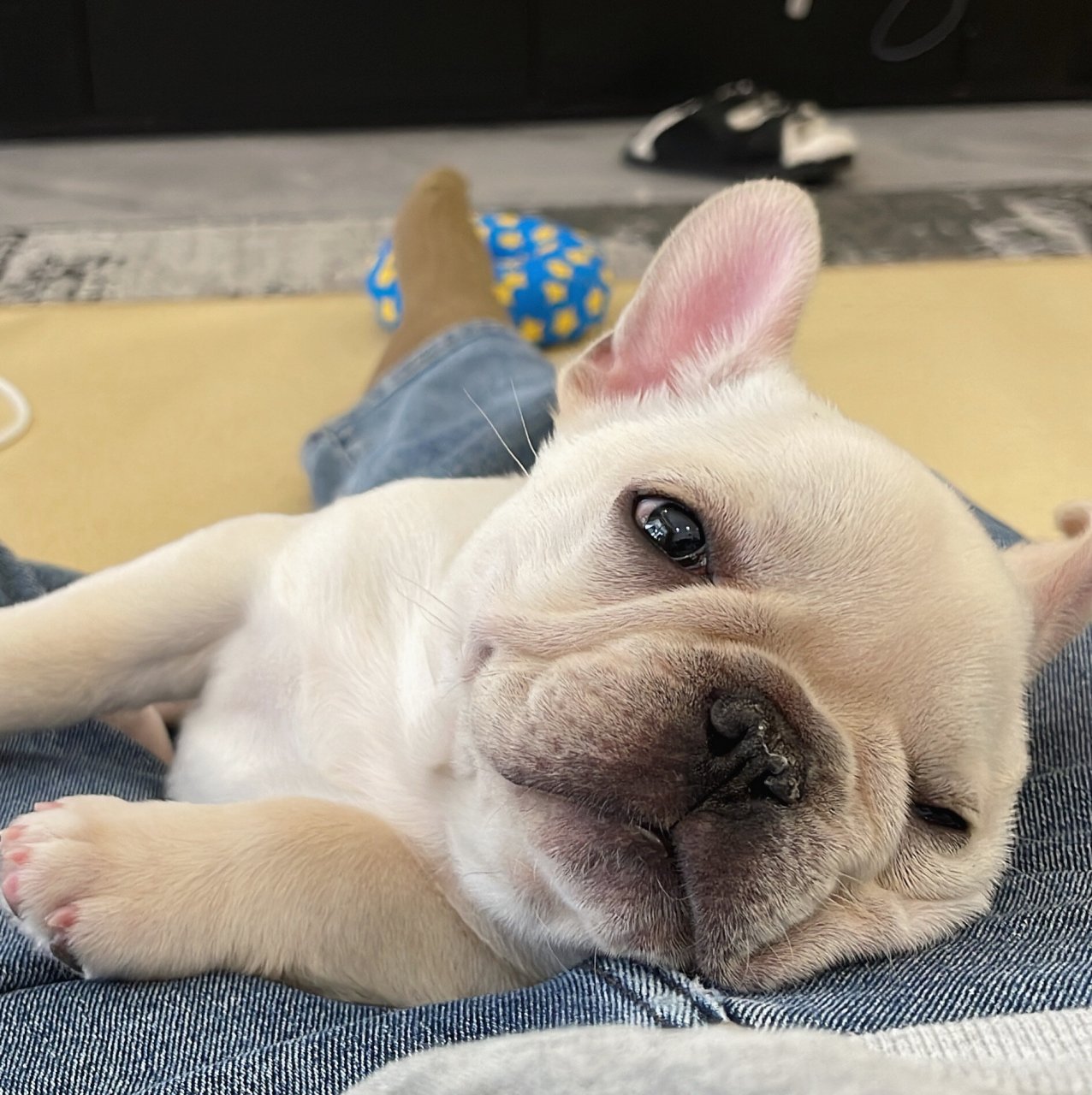 像不像上班摆烂的你  今天是星期五,我的狗狗躺在沙发上,一副懒洋洋的