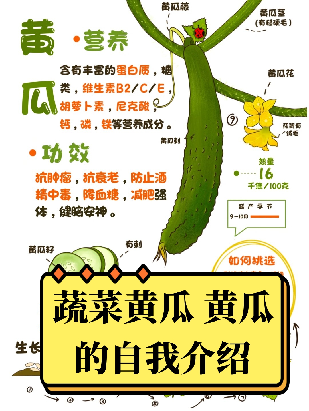 亲爱的小伙伴们,我是你们餐桌上不可或缺的蔬菜明星