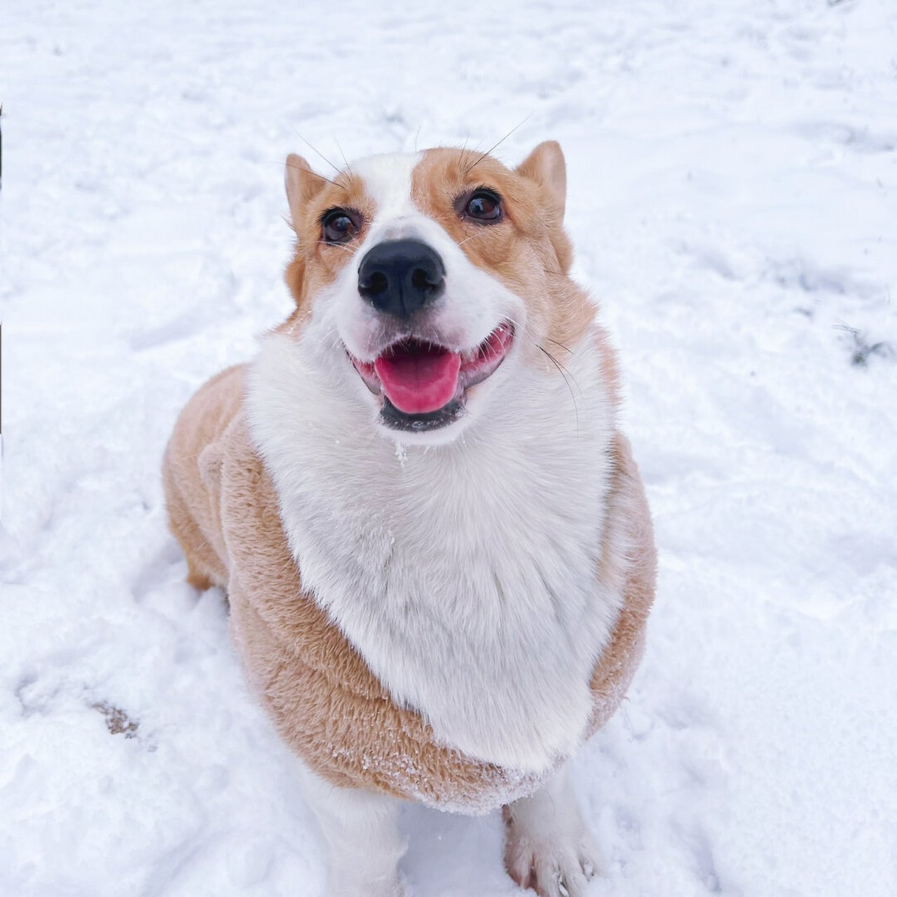 狗玩雪表情包图片