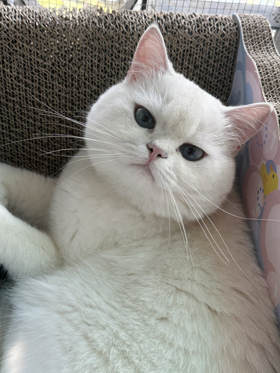 可爱的小猫咪真想一口吃掉  它就像一个白白的糯米团子,软软糯糯的,让