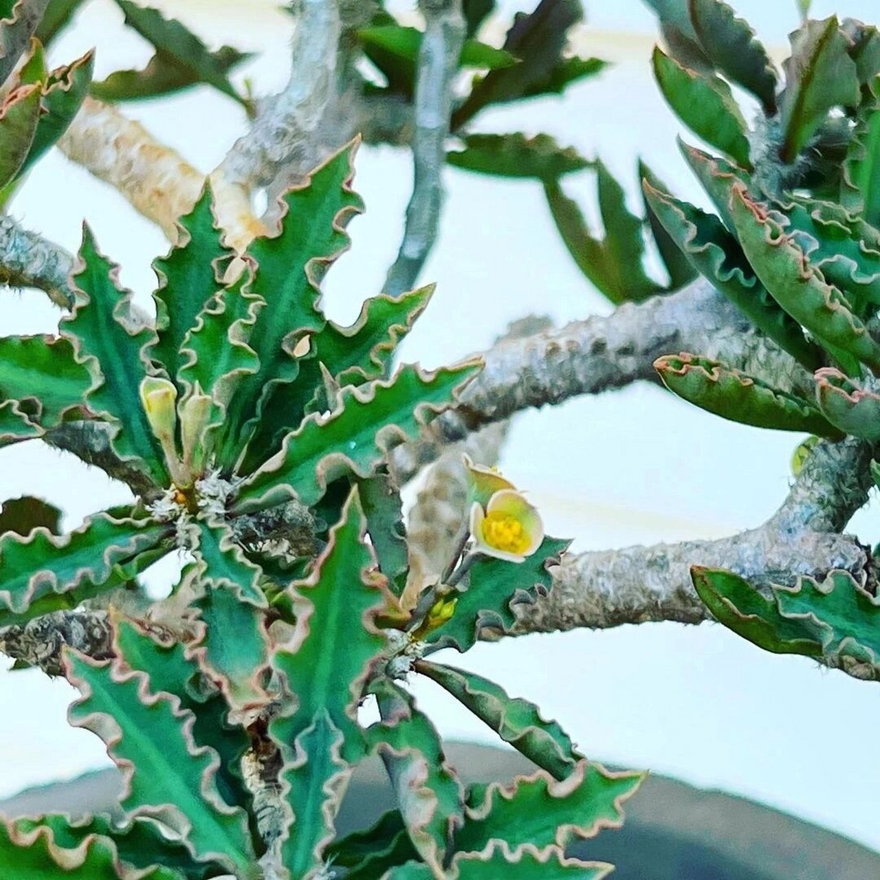 【神奇的多肉植物】变色龙  99 嗨,植物控们!