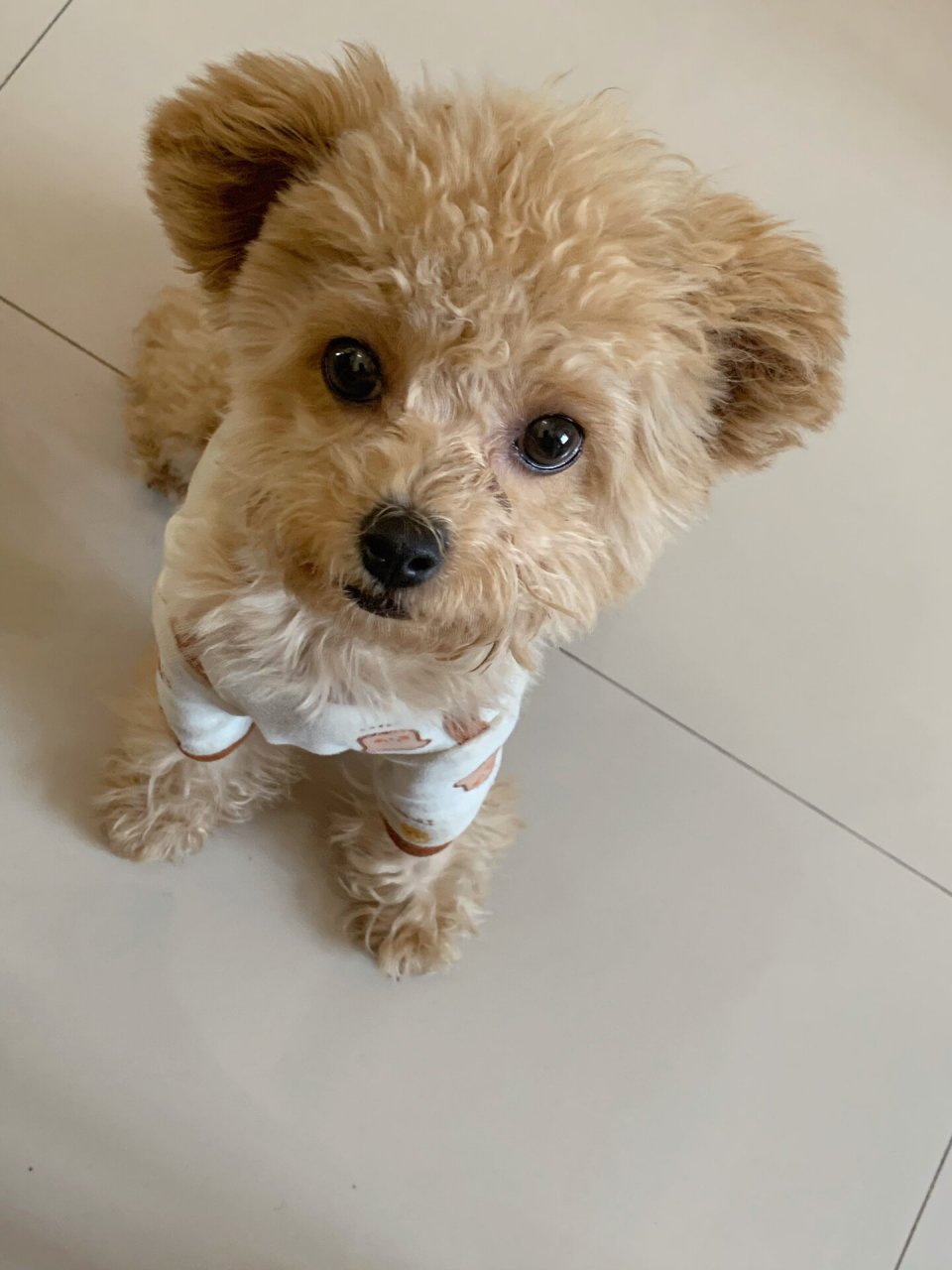 立耳泰迪  我家立耳泰迪是一种非常可爱的狗狗,它有着圆圆的眼睛98