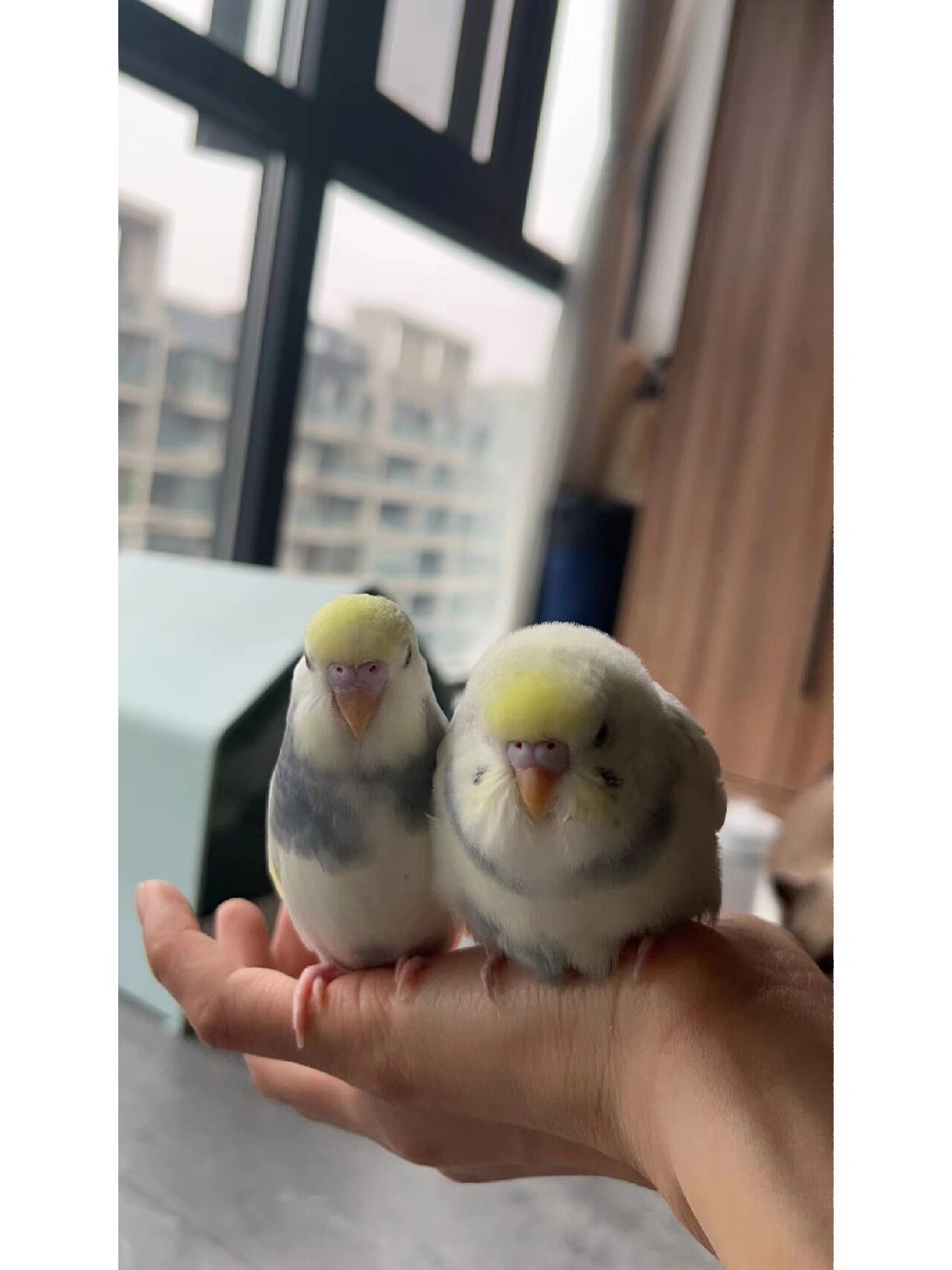 没想到这小家伙竟然跟着节奏摇头晃脑,跳起了"鹦鹉舞",简直萌化了我的