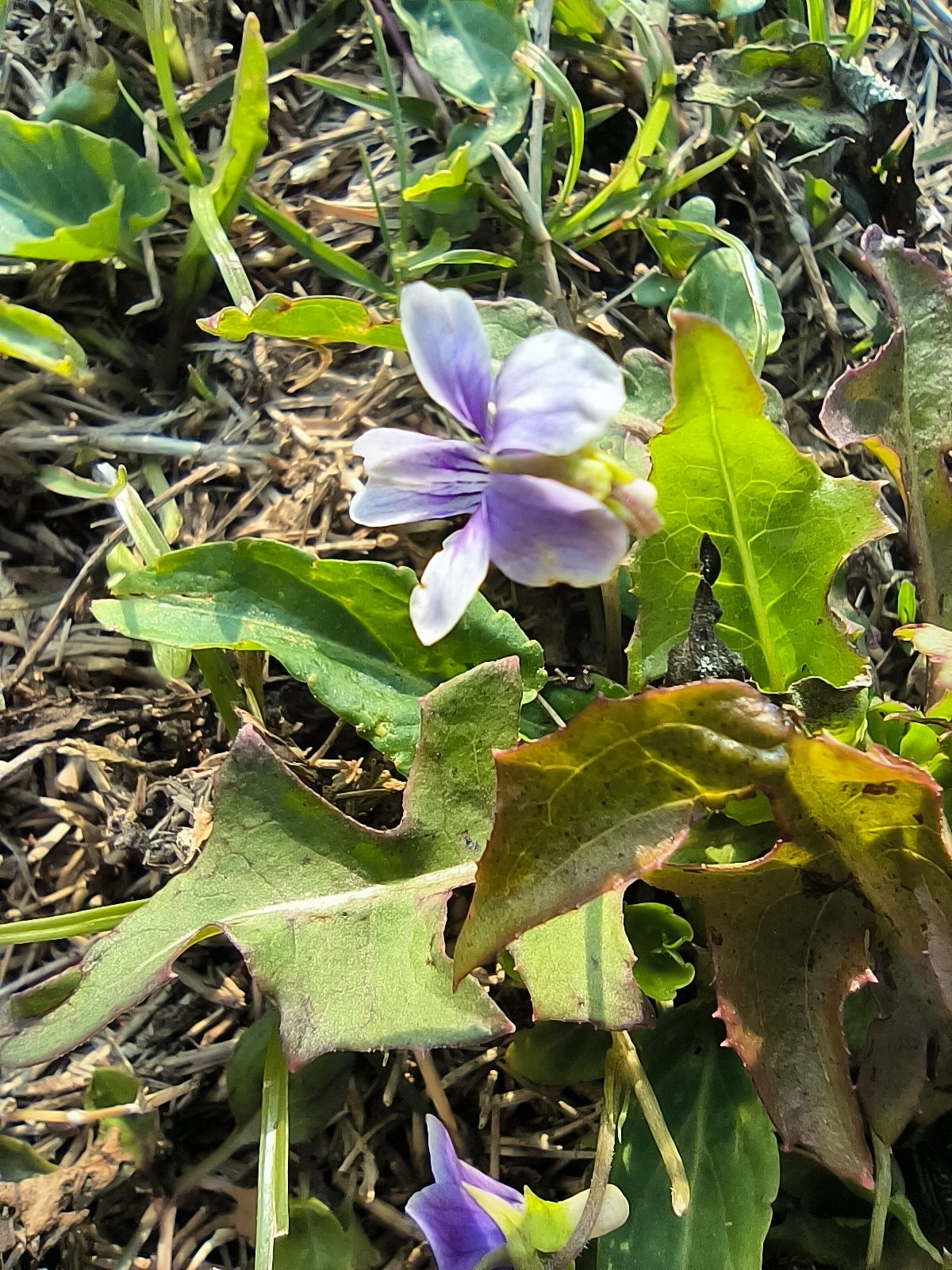 紫花地丁也是一味草药它的作用你们可以去