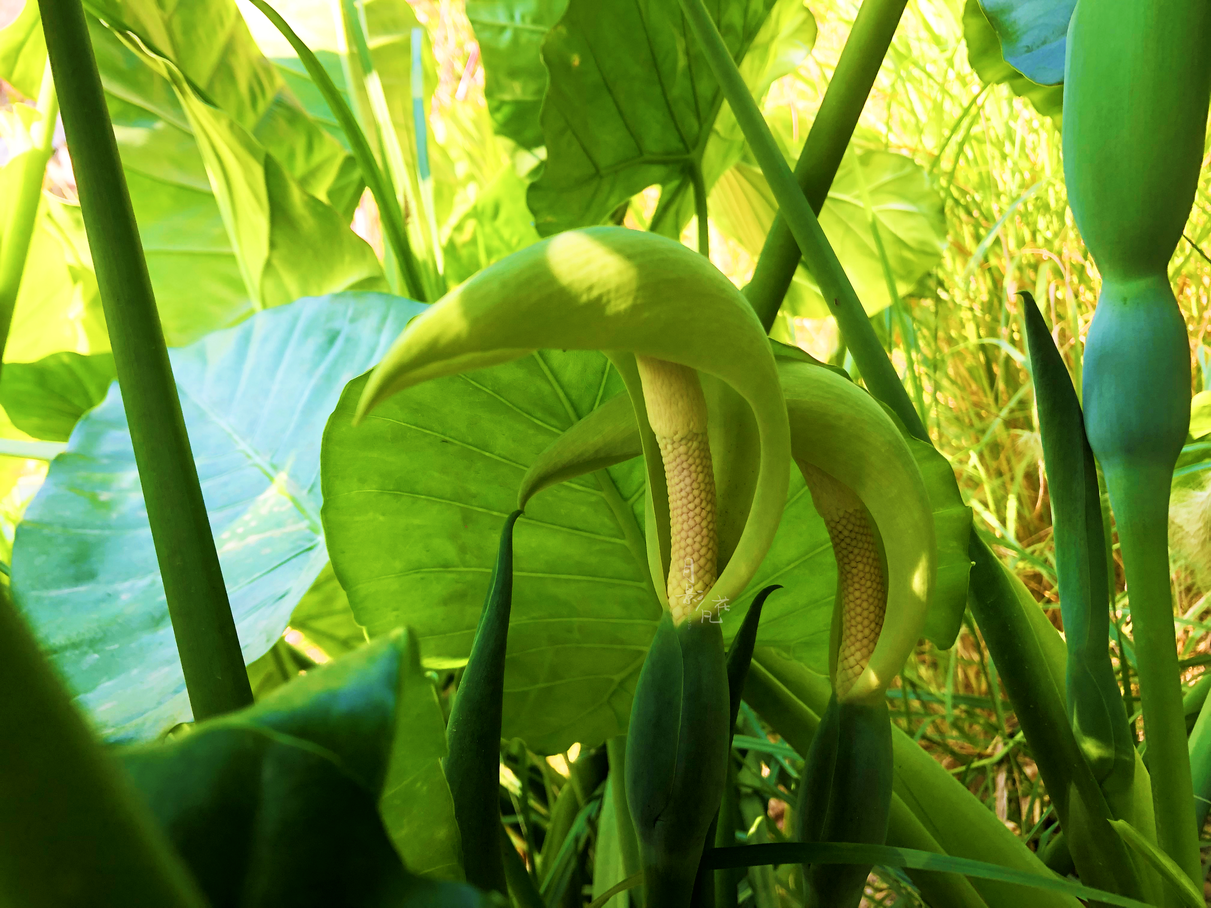 滴水观音—海芋虽美却有毒千万别碰