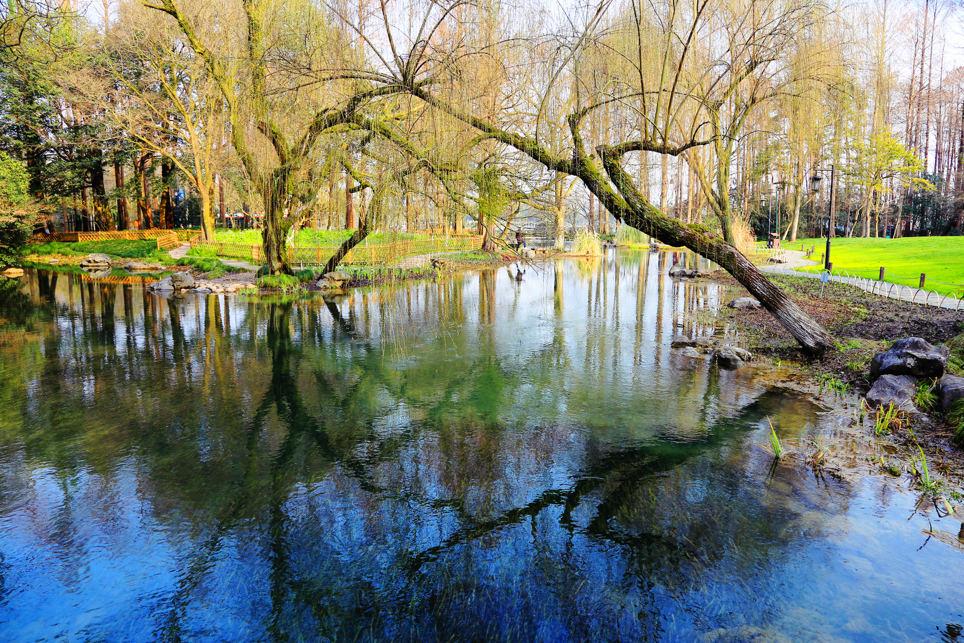 杭州太子湾公园,早春风景清静雅致,郁金香未开樱花却已绽放