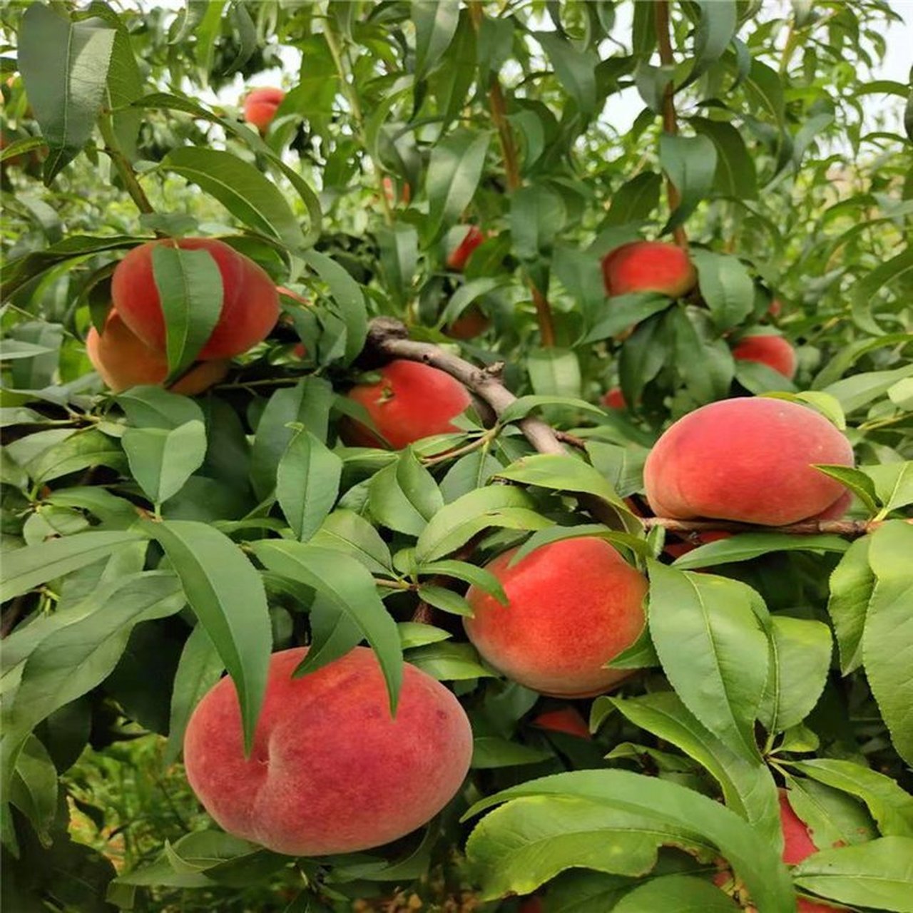 金秋晚蜜桃以独特口感,高营养价值和适宜成熟期受青睐.