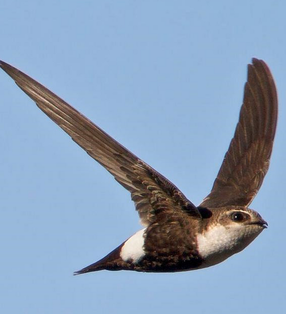 尖尾雨燕,飞行速度冠绝鸟类,时速高达352.5千米!