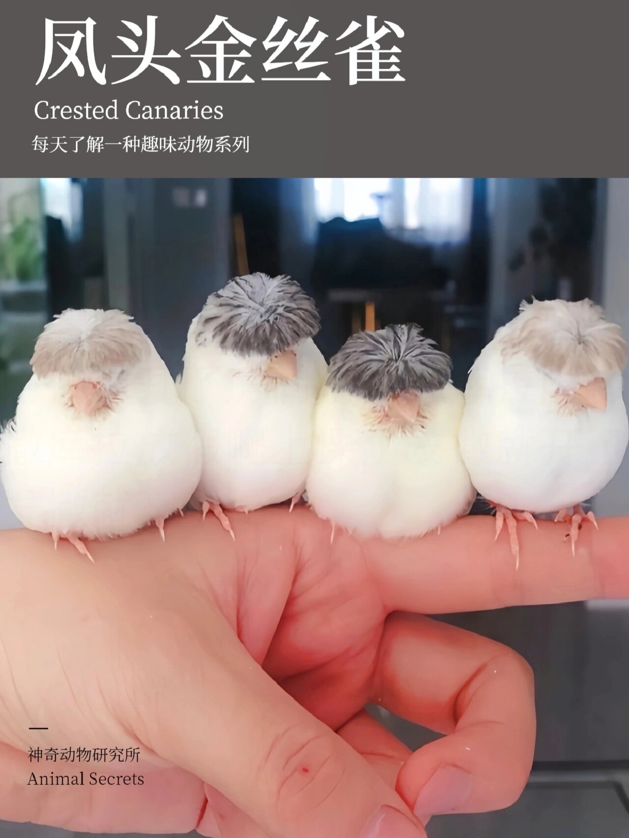 每天了解一种趣味动物凤头金丝雀||中文名:凤头金丝雀 英文名:crested