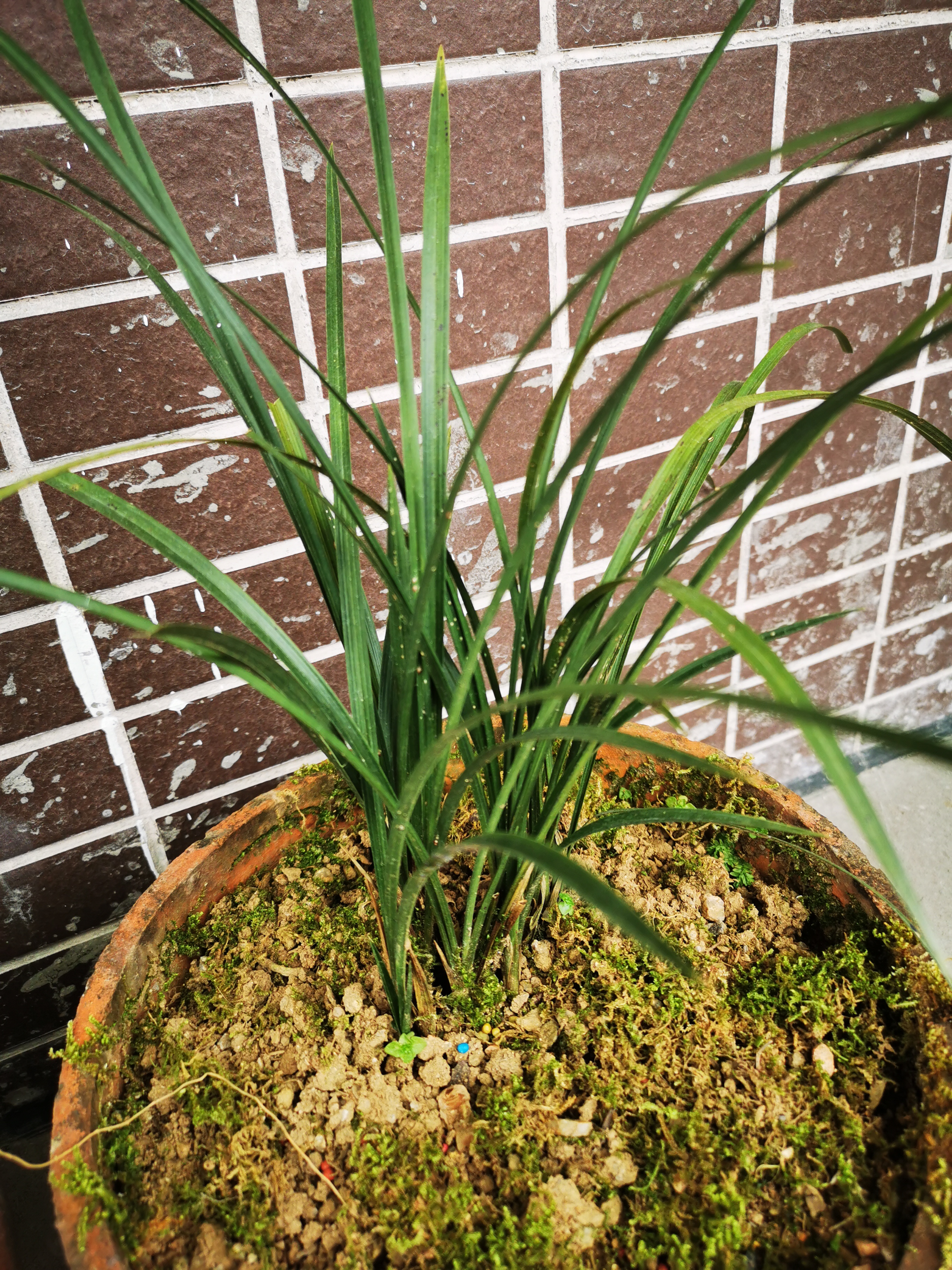 春兰叶子最细,开出的花最幽香.