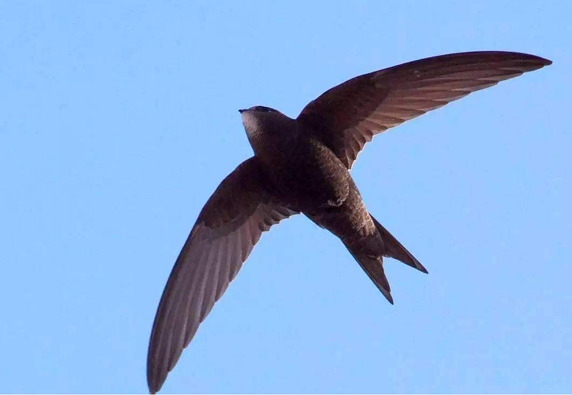 尖尾雨燕,飞行速度冠绝鸟类,时速高达352.5千米!