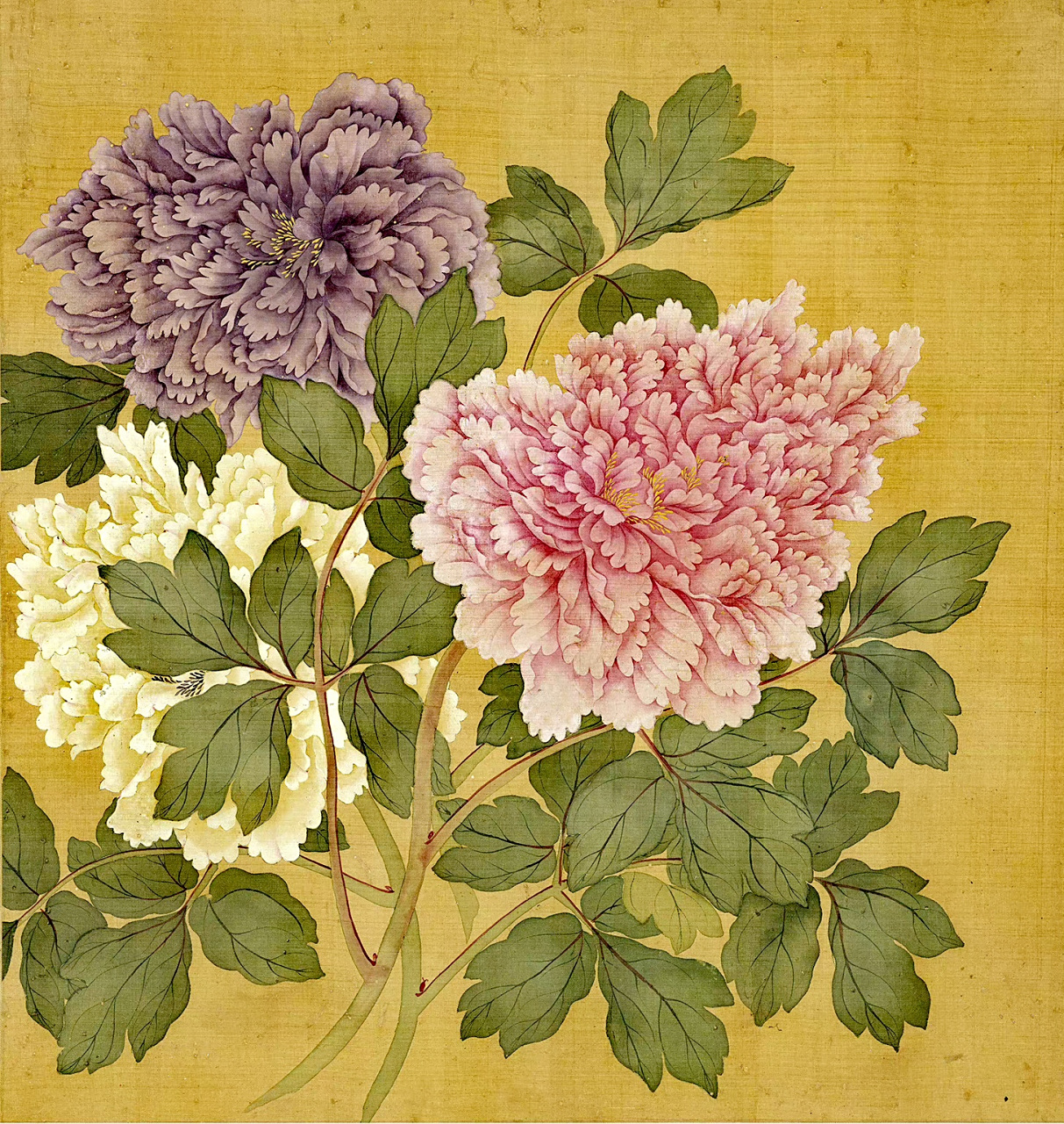 清代画家恽寿平《牡丹图册》插画欣赏,画作共八幅,用工笔重彩描绘了