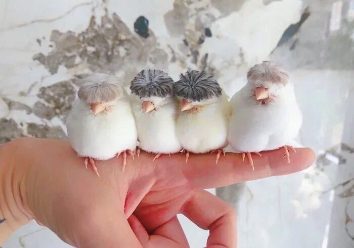 每天了解一种趣味动物凤头金丝雀||中文名:凤头金丝雀 英文名:crested