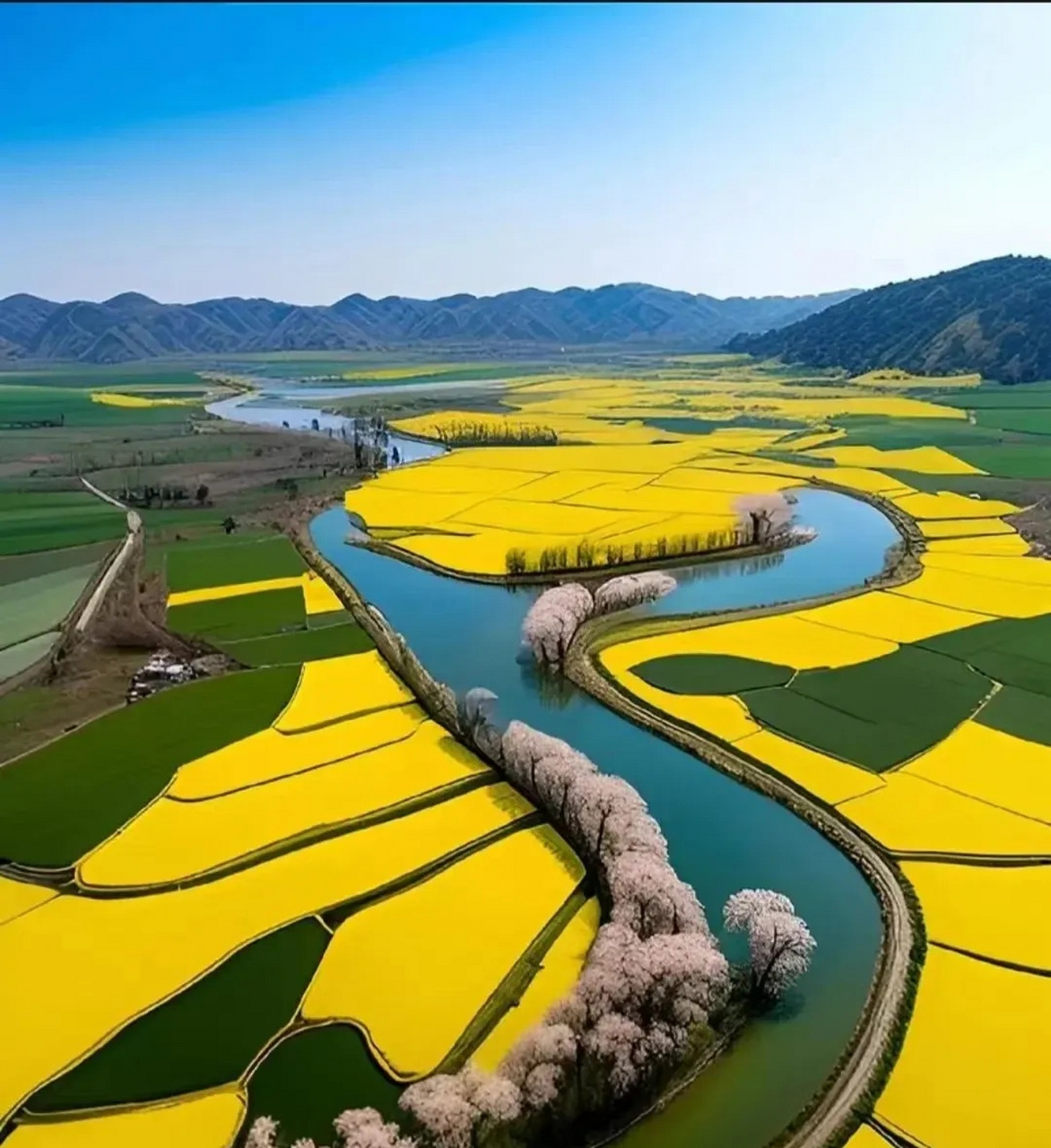 江苏兴化千垛油菜花田:千岛花海,水上绽放的黄色奇迹  江苏兴化,一个