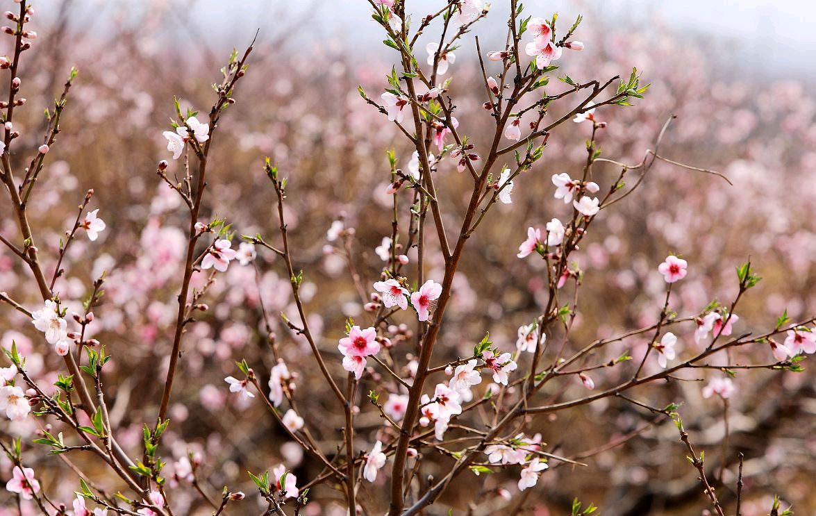 北京平谷桃花海,一场视觉与味觉的盛宴