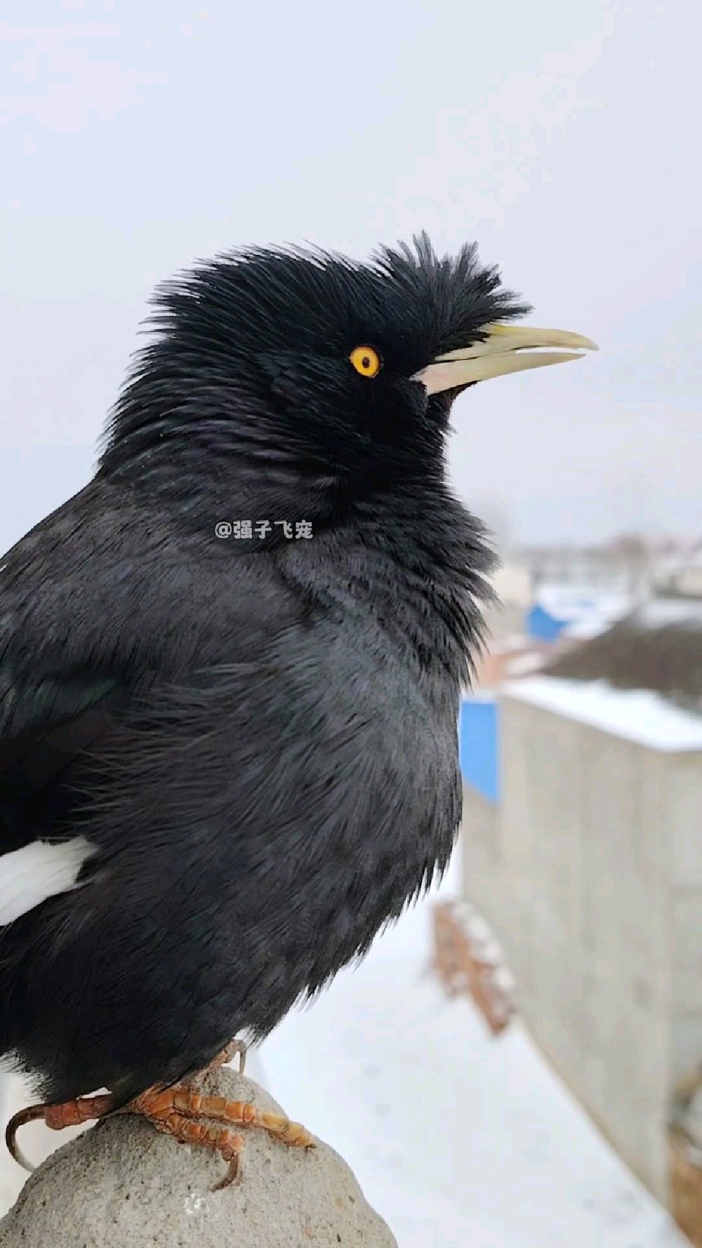 八哥鸟儿唱着说 我生在农村 长在农村 父母都是苦命人