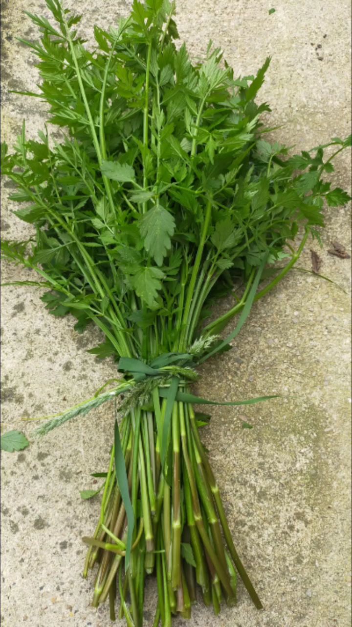 长在水沟边的野芹菜,又肥又嫩,这是春天餐桌上必不可少的一道野菜-度