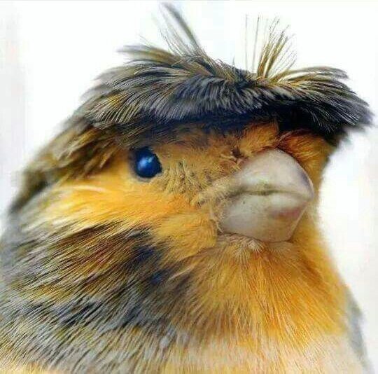 每天了解一种趣味动物凤头金丝雀||中文名:凤头金丝雀 英文名:crested