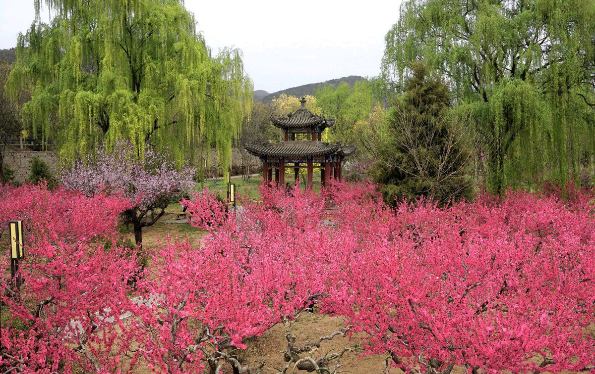 北京平谷桃花海图片图片