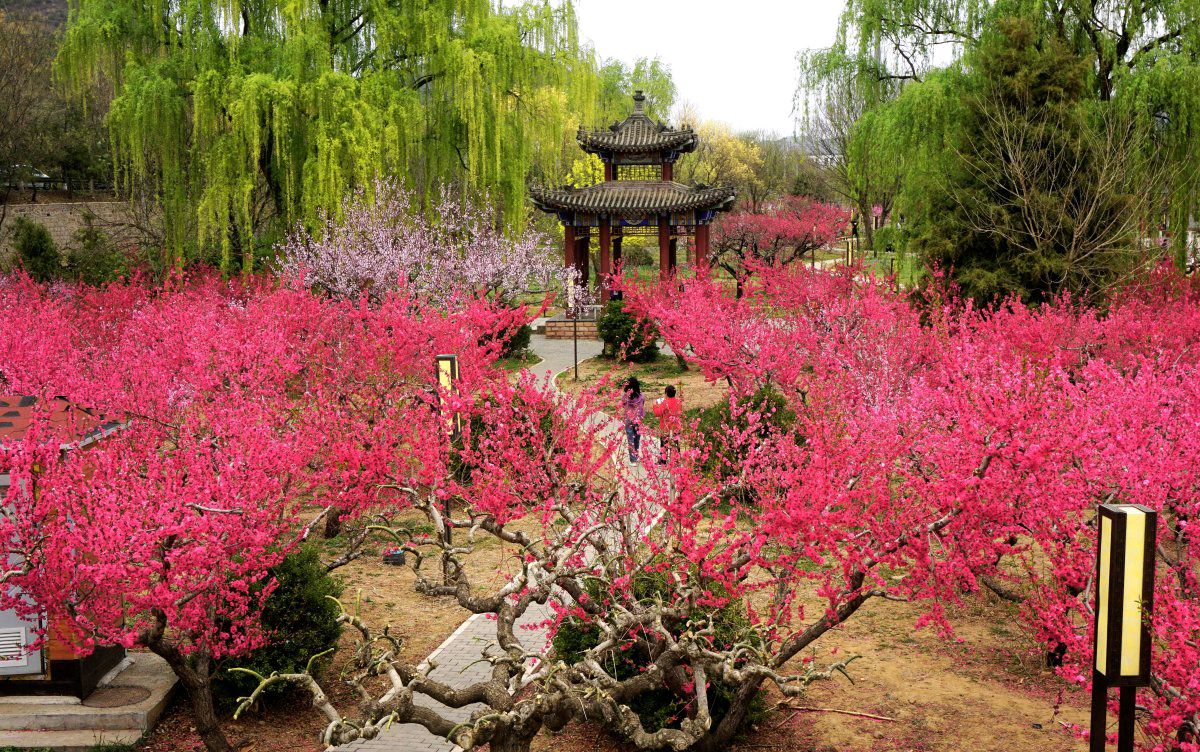 北京平谷桃花海图片图片