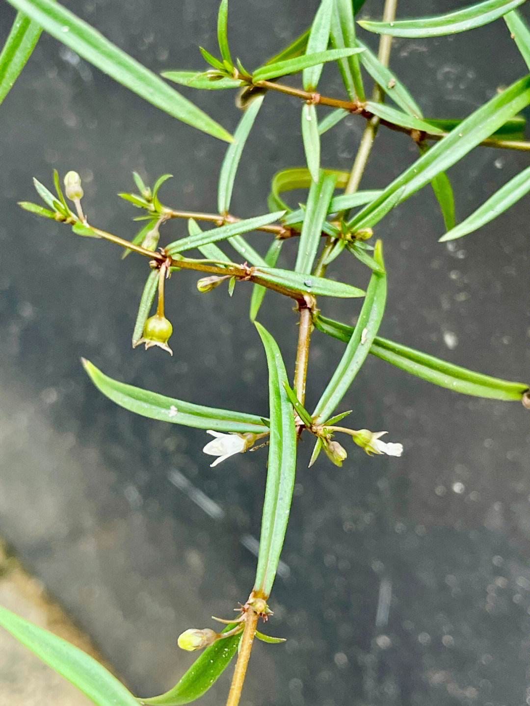 飞蛇草是什么样子图片图片