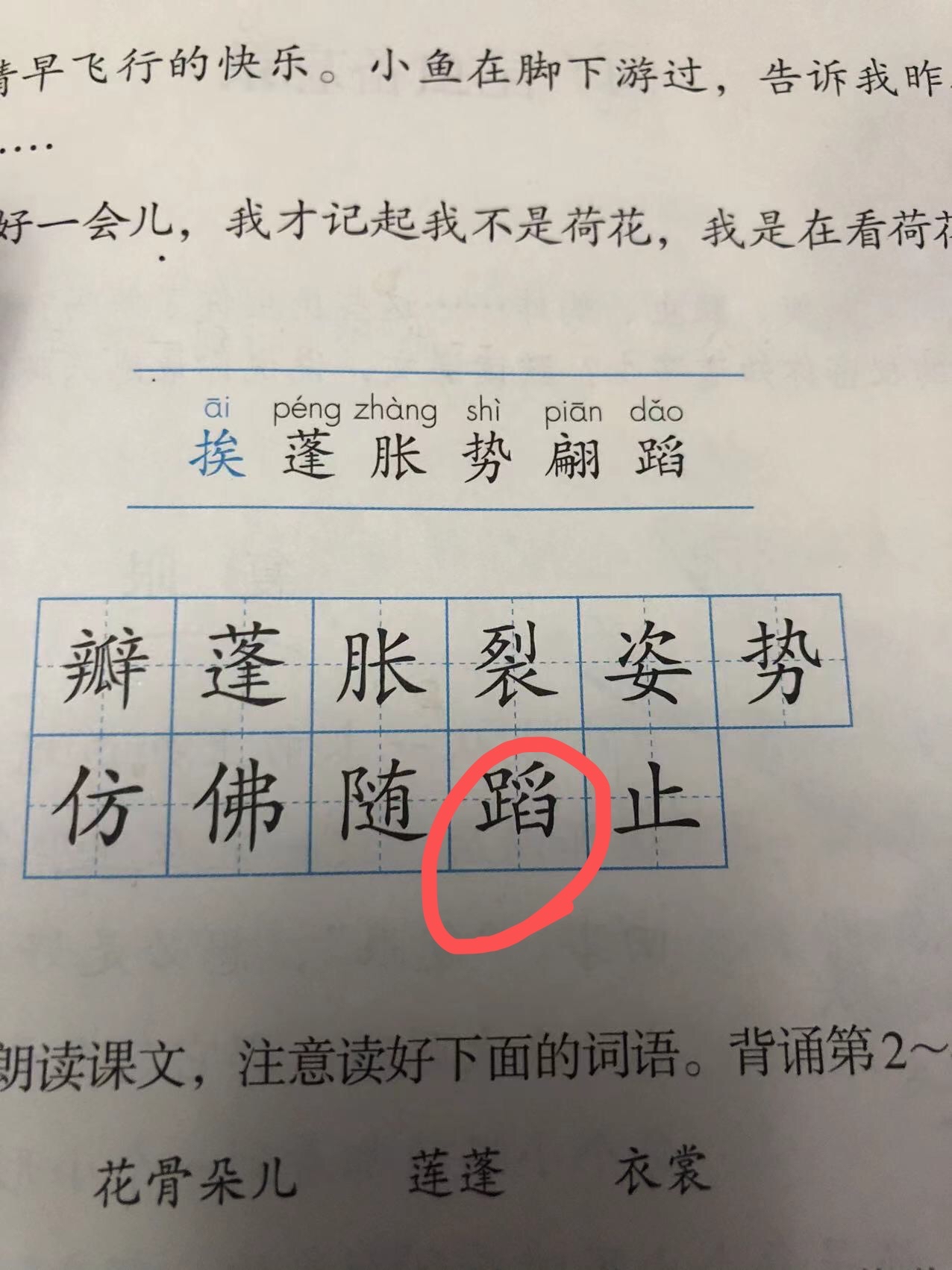 荷花三年级生字图片